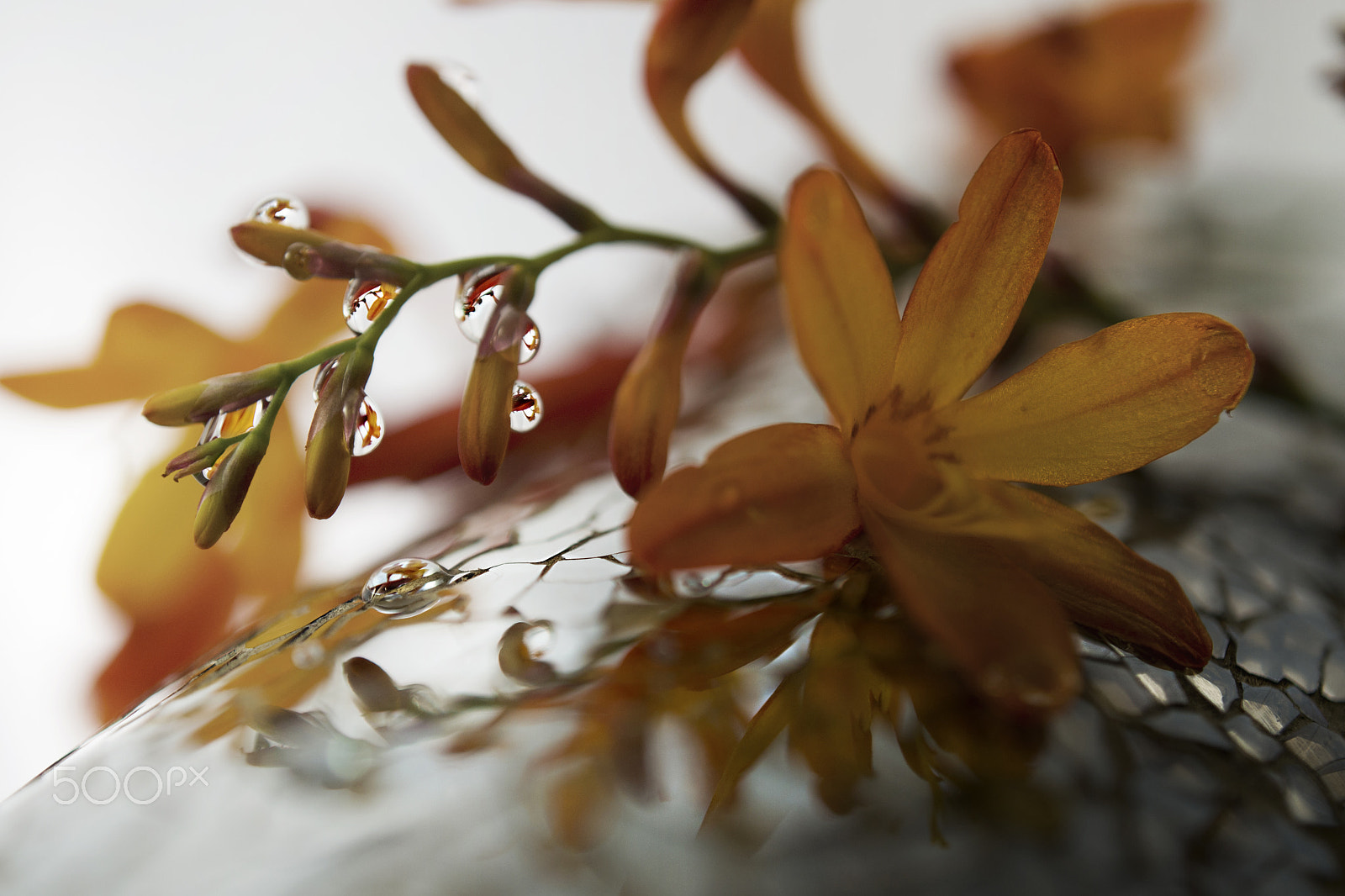 Nikon AF-S DX Micro Nikkor 40mm F2.8 sample photo. Sparkle and drops photography