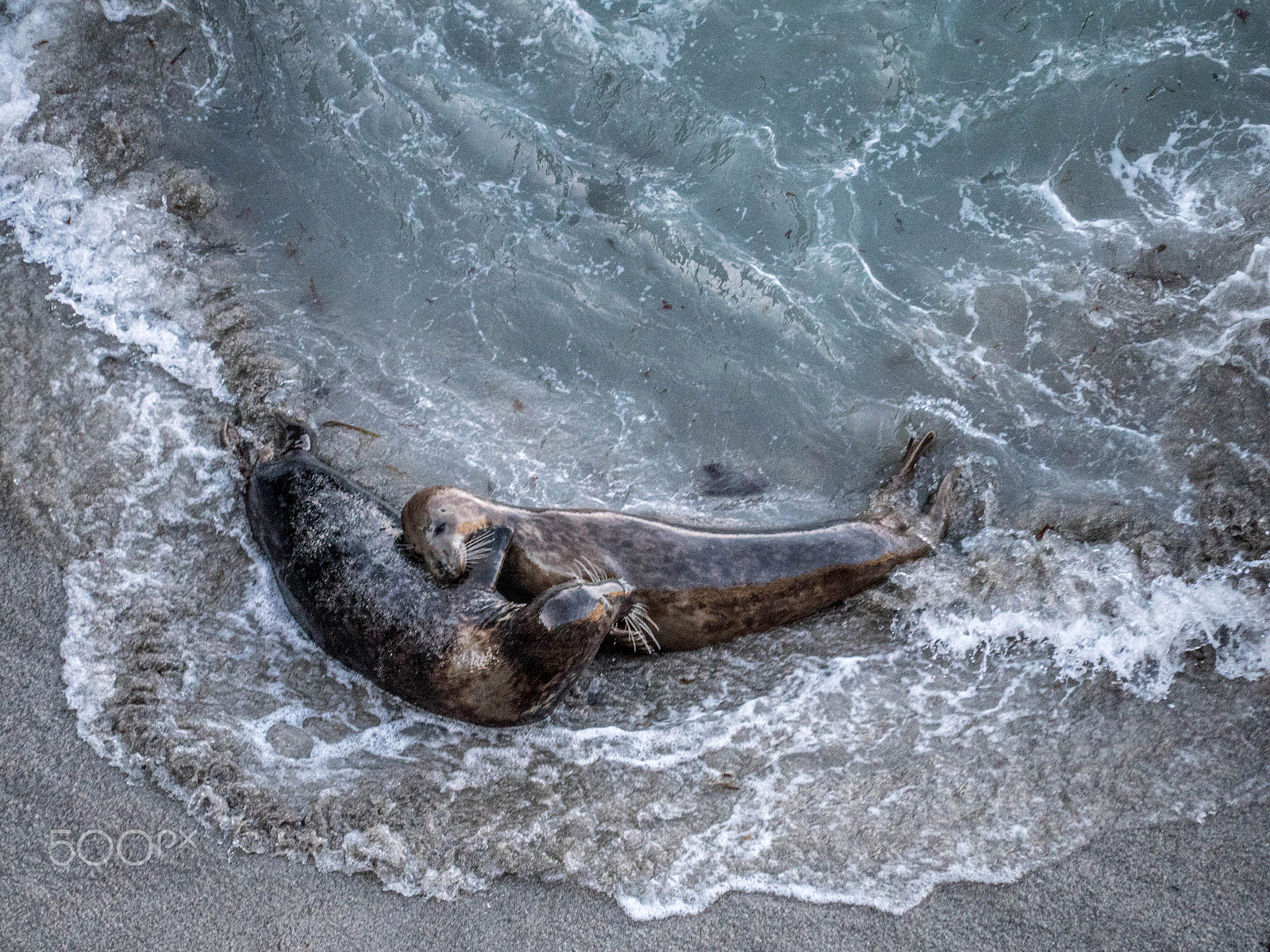 Panasonic Lumix DMC-GX8 sample photo. Seals 1 photography