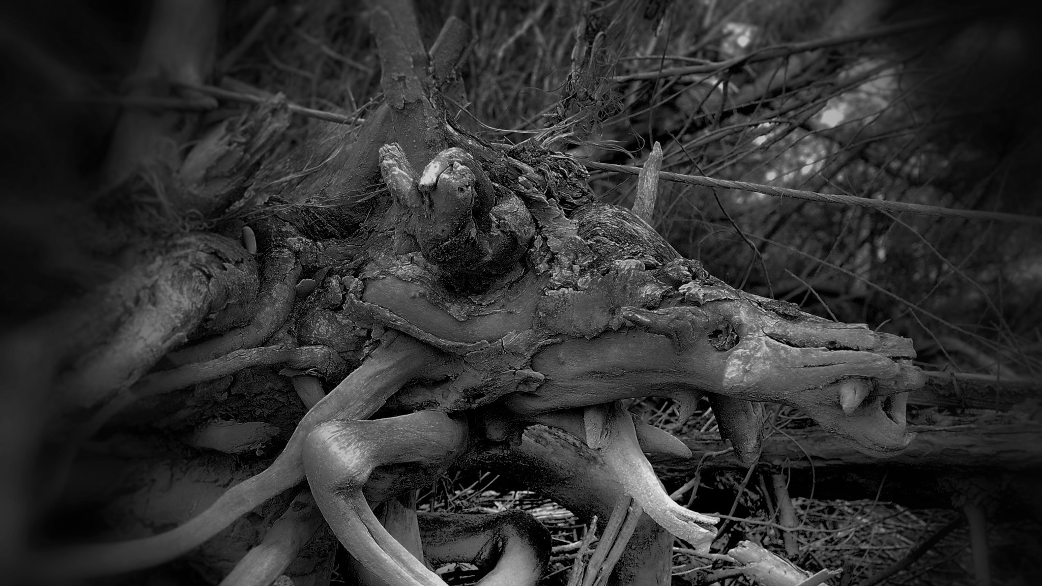 Panasonic Lumix G Macro 30mm F2.8 ASPH Mega OIS sample photo. The beast photography