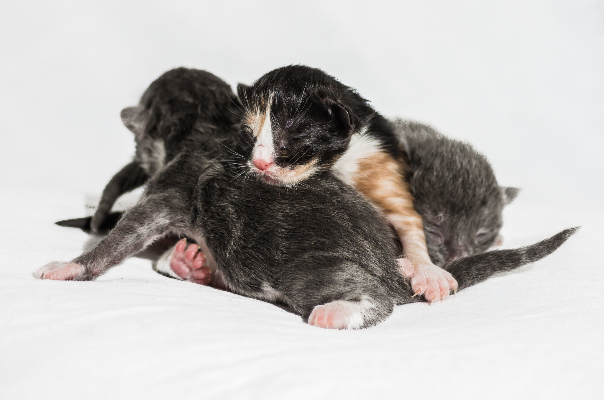 Tamron SP AF 90mm F2.8 Di Macro sample photo. Cute kitten photography