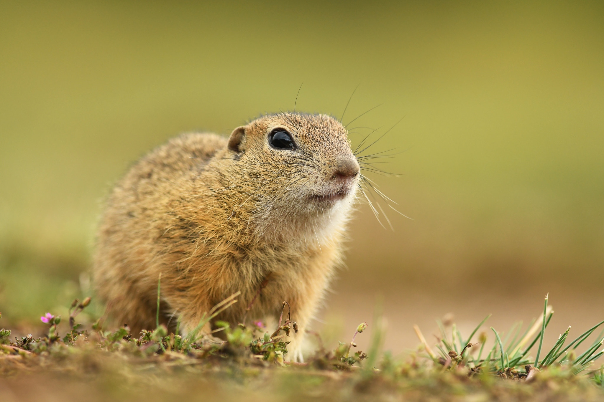 AF Zoom-Nikkor 75-240mm f/4.5-5.6D sample photo. Ground squirrel photography