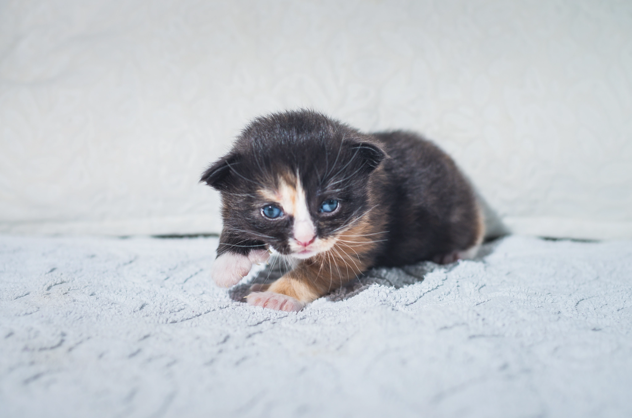 Pentax K-5 II sample photo. Cute kitten photography