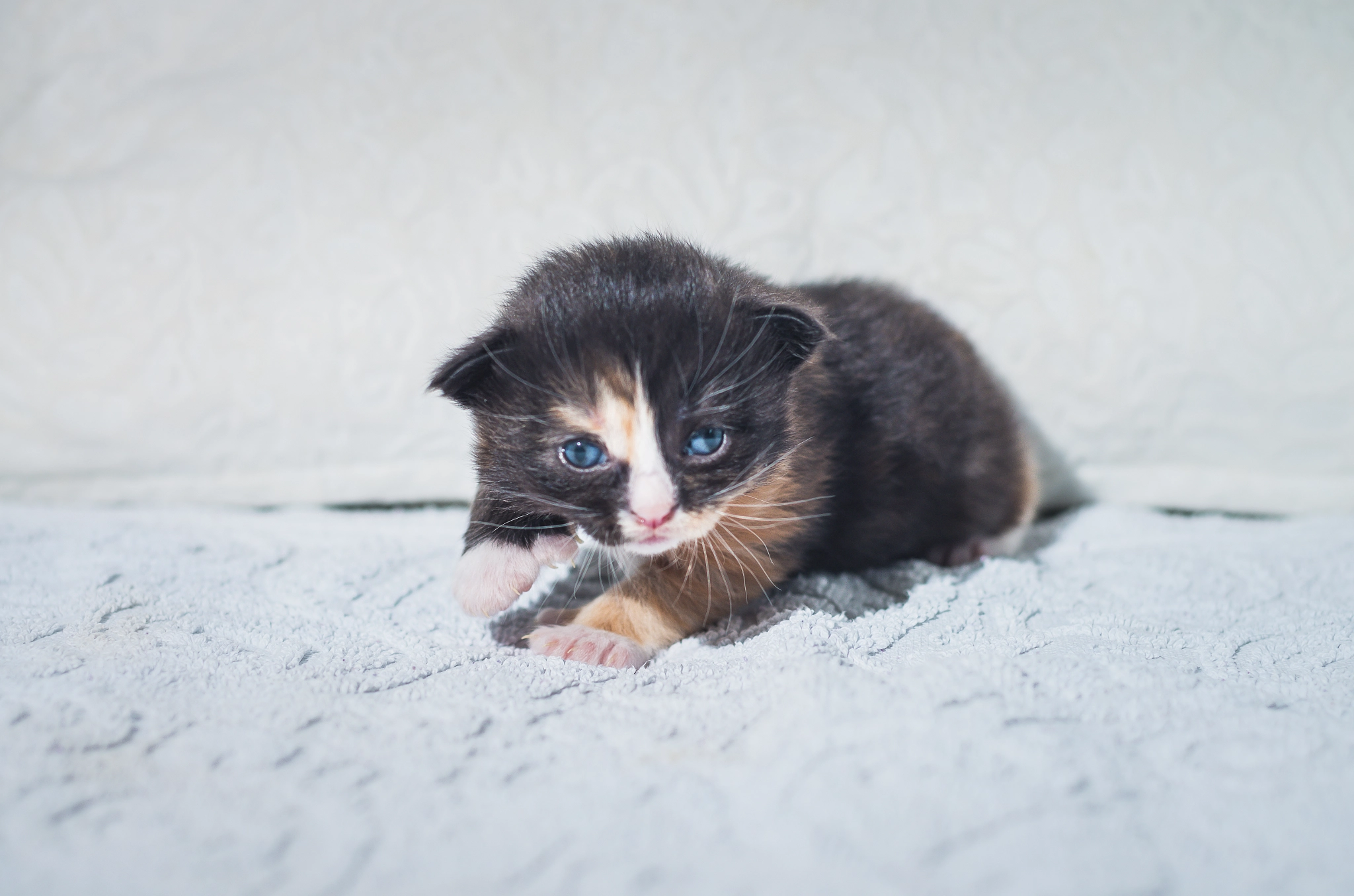 Pentax K-5 II + Pentax smc FA 50mm F1.4 sample photo. Cute kitten photography