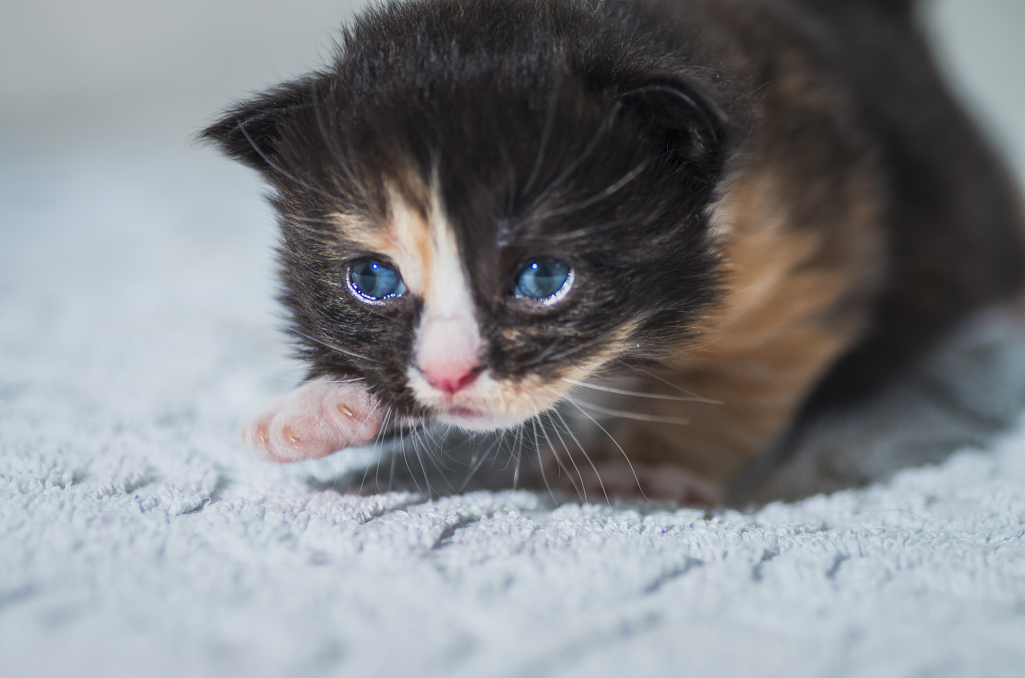 Pentax K-5 II sample photo. Cute kitten photography