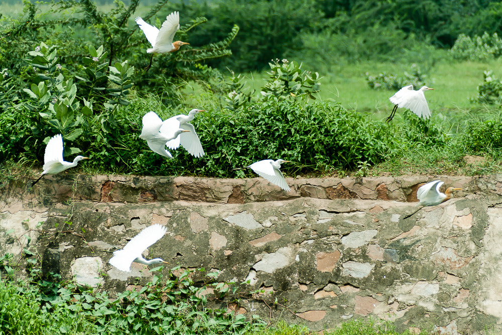 Nikon D3000 sample photo. Try photography
