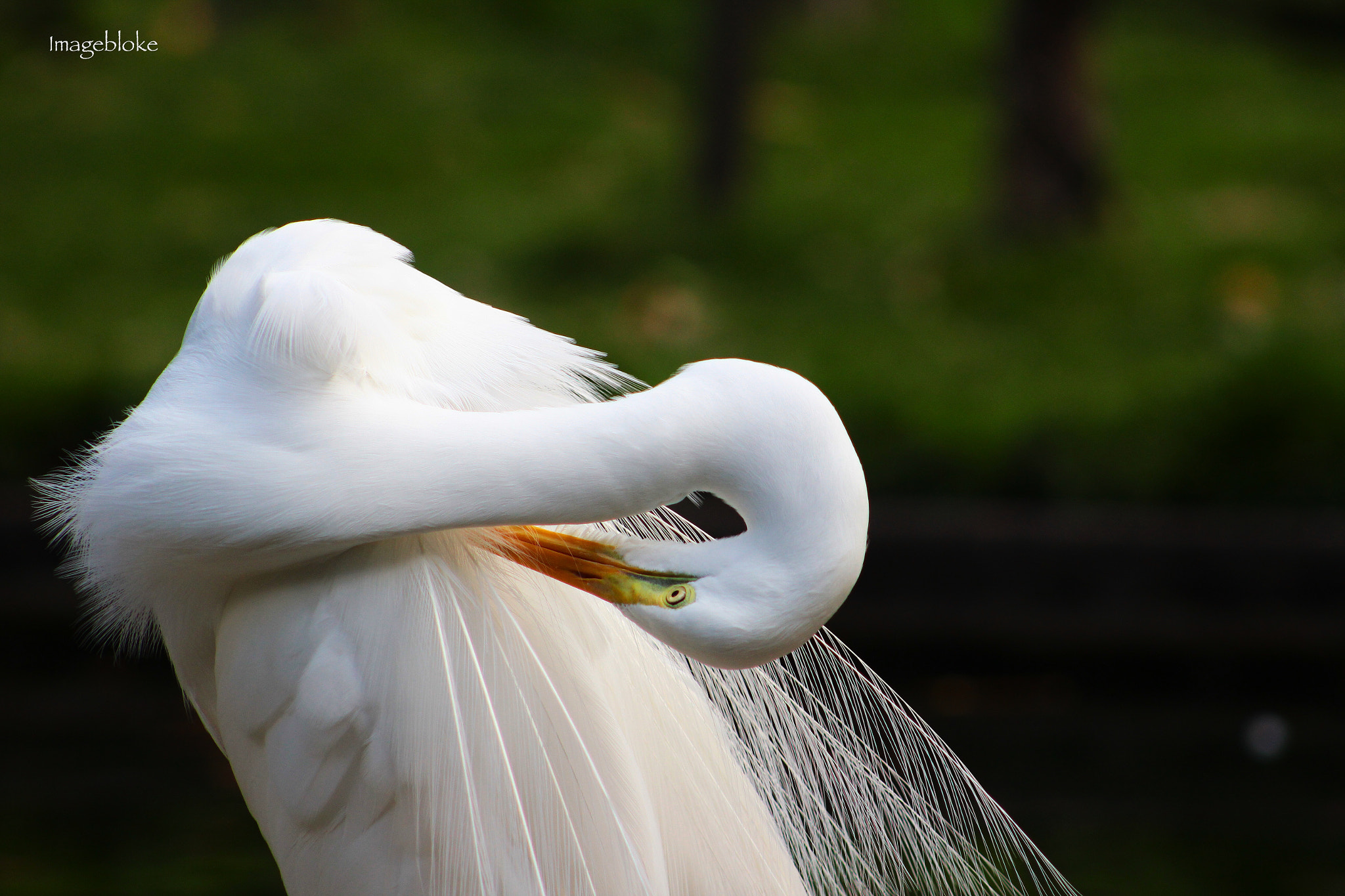 Canon EF75-300mm f/4-5.6 sample photo. Www.imagebloke.blogspot.com photography