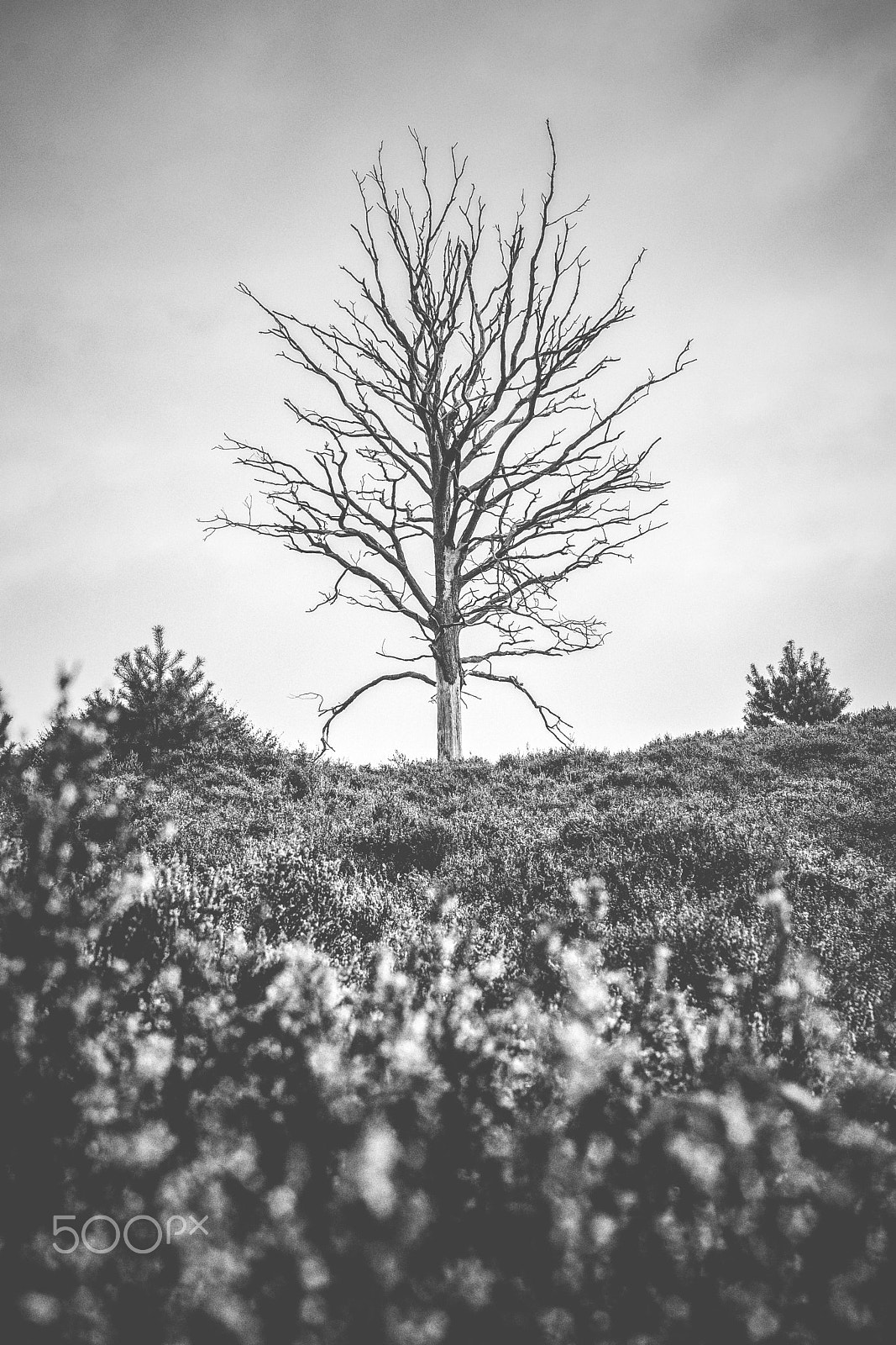 Sony Alpha DSLR-A900 sample photo. The loneliness of a solitary tree photography