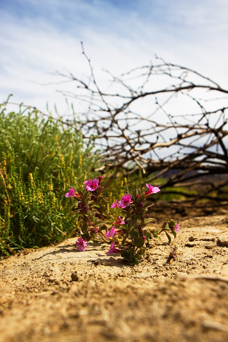 Canon EOS 50D + Canon EF 24-70mm F2.8L USM sample photo. A glimmer of hope for the return of native life li ... photography