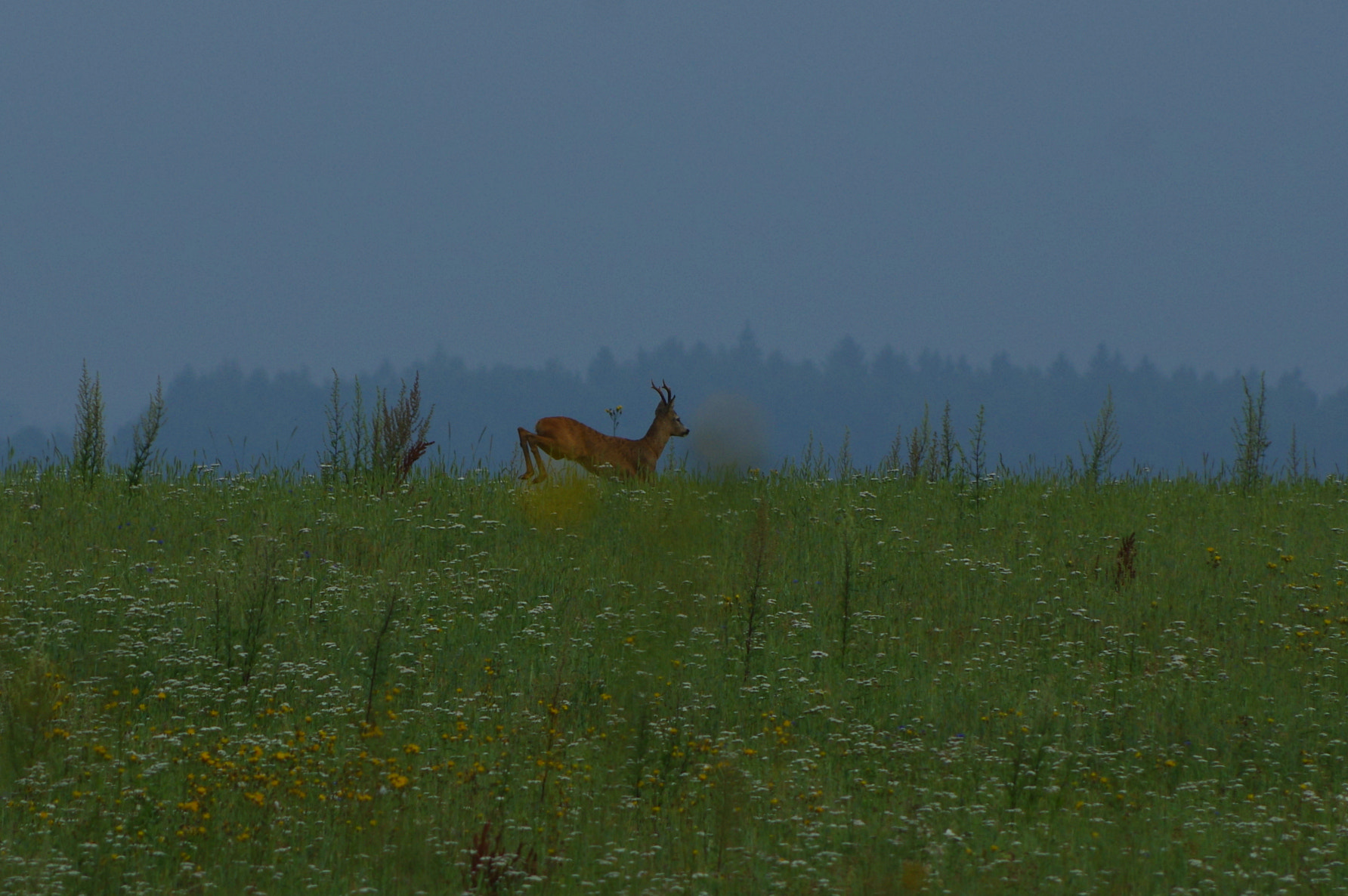 Pentax smc DA 55-300mm F4.0-5.8 ED sample photo. Roe fields photography