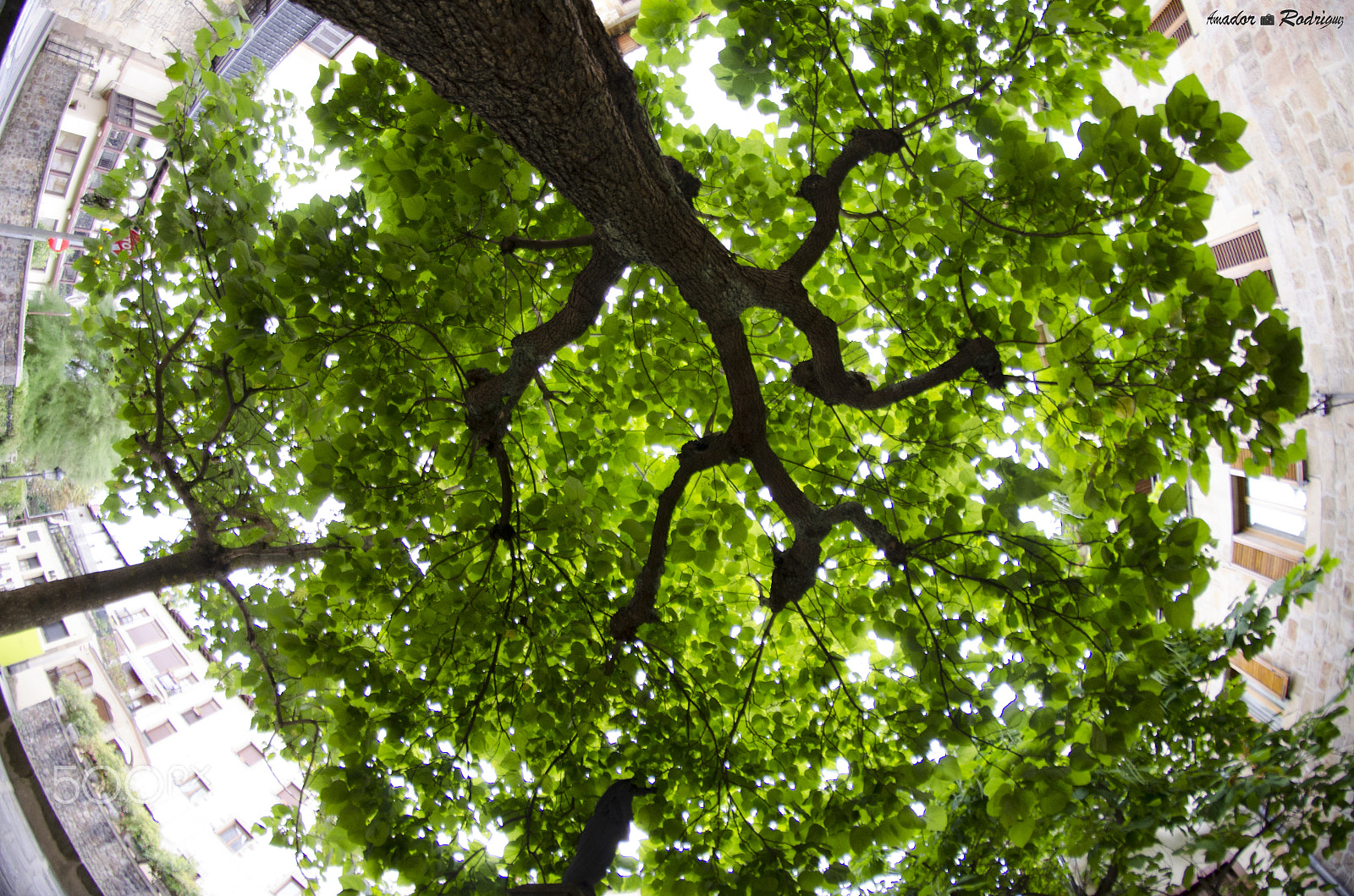 Nikon D7000 + Samyang 8mm F3.5 Aspherical IF MC Fisheye sample photo. Untitled photography