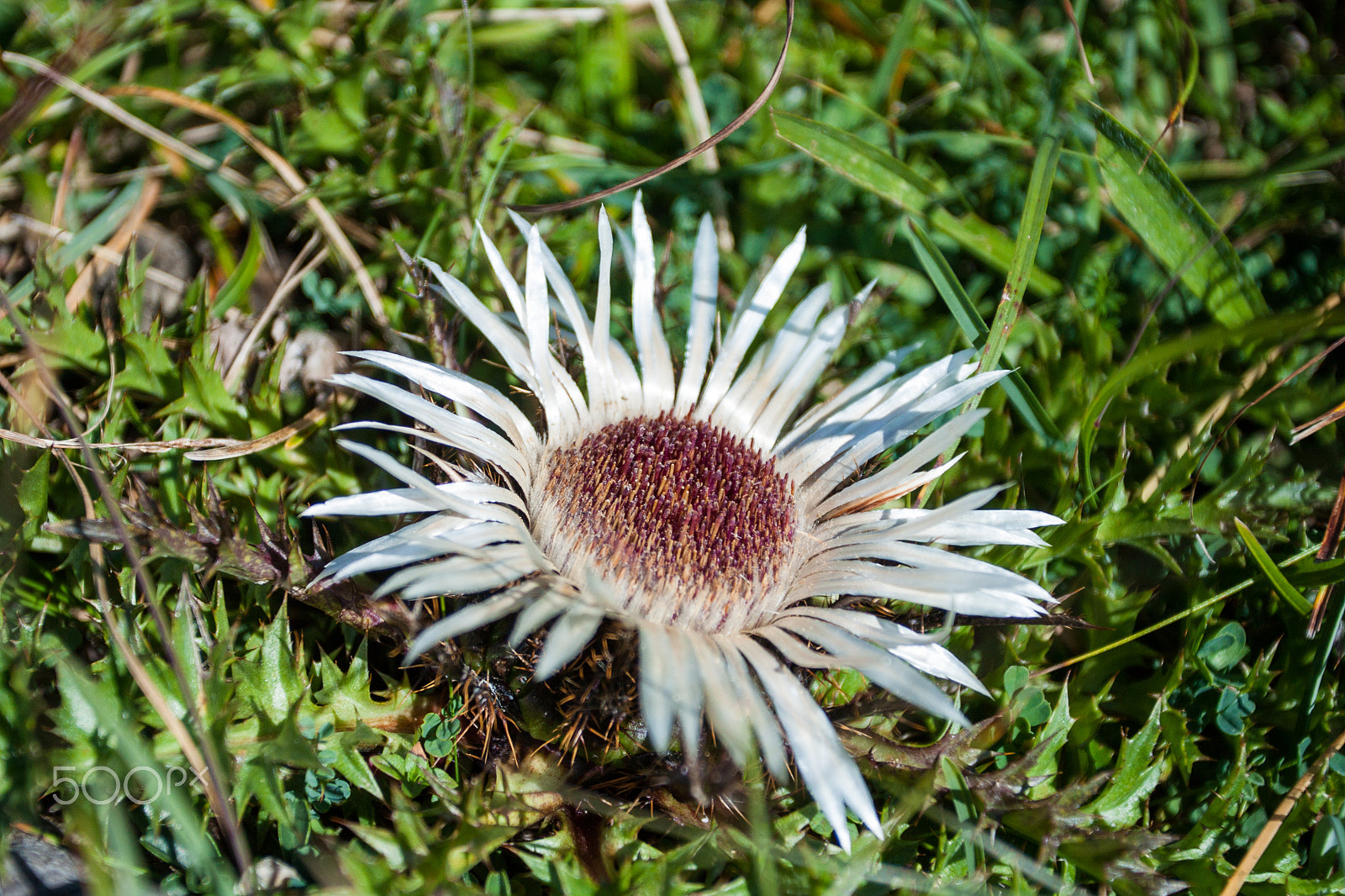 Canon EOS 500D (EOS Rebel T1i / EOS Kiss X3) sample photo. Mountain flower photography