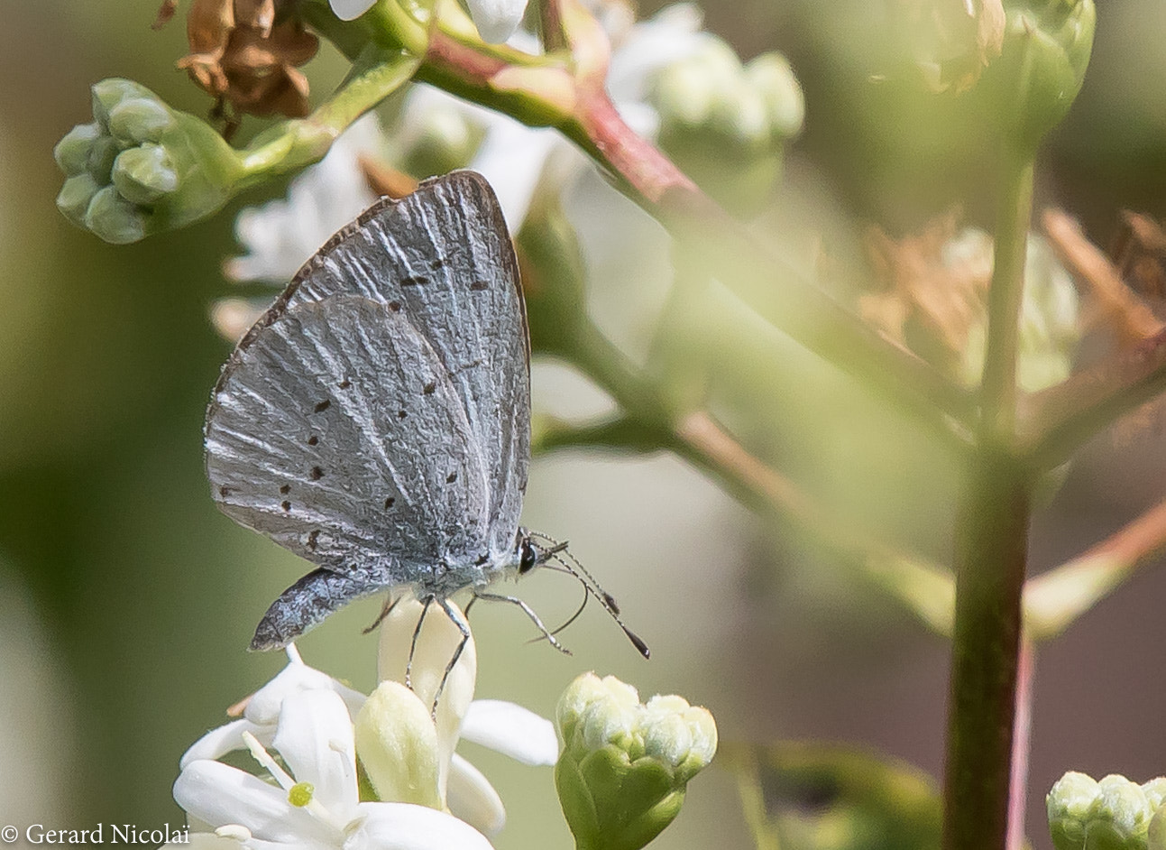 Canon EF 300mm F2.8L IS USM sample photo. Little blue butterfly take off photography