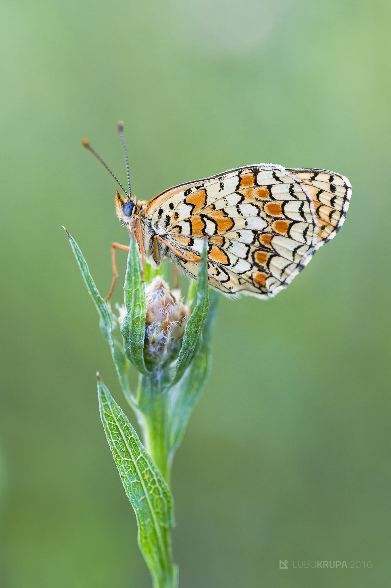 Pentax K-r + Tamron SP AF 90mm F2.8 Di Macro sample photo. Melitaea athalia photography