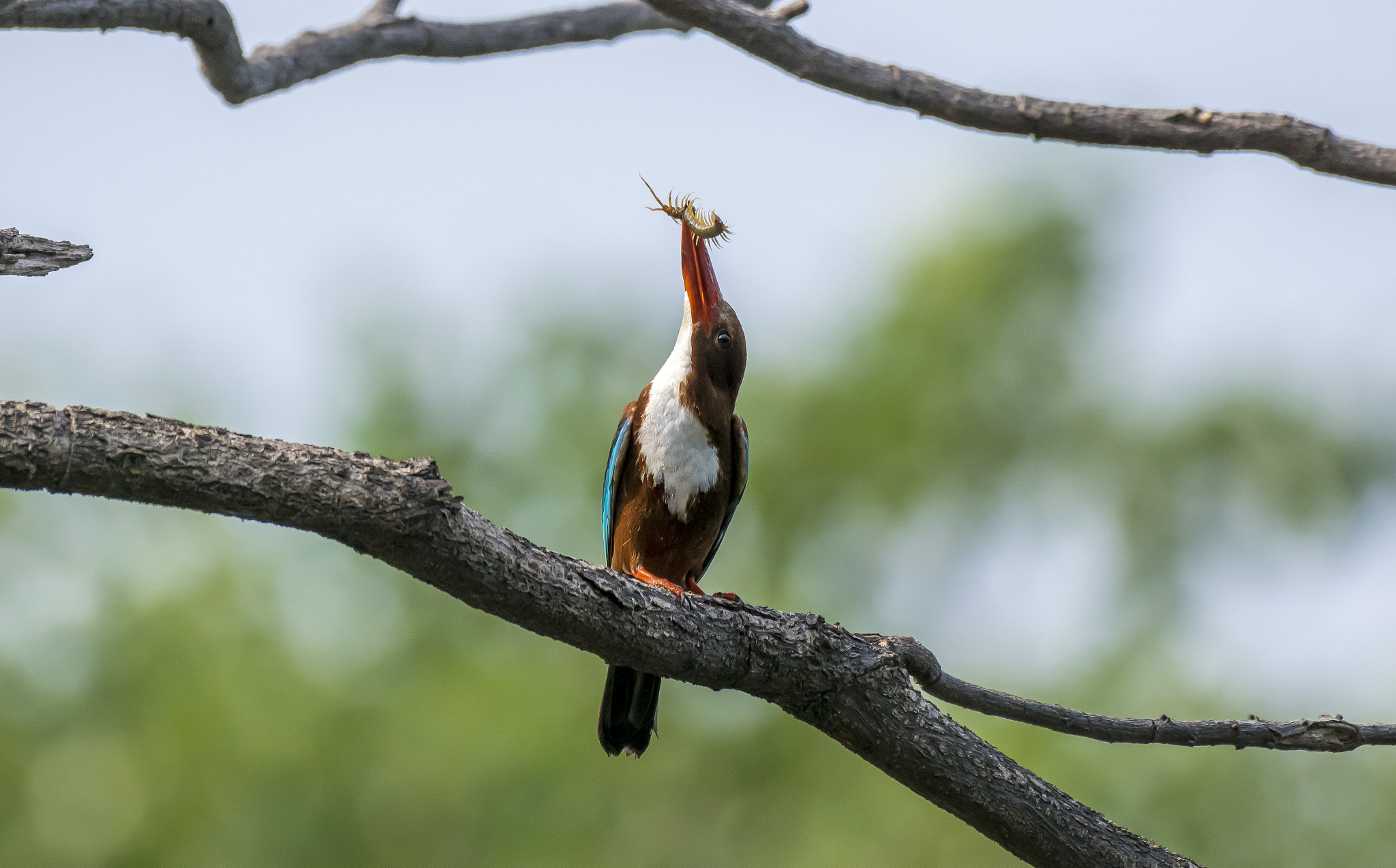 Nikon AF-S Nikkor 200-500mm F5.6E ED VR sample photo. White breasted kingfisher photography