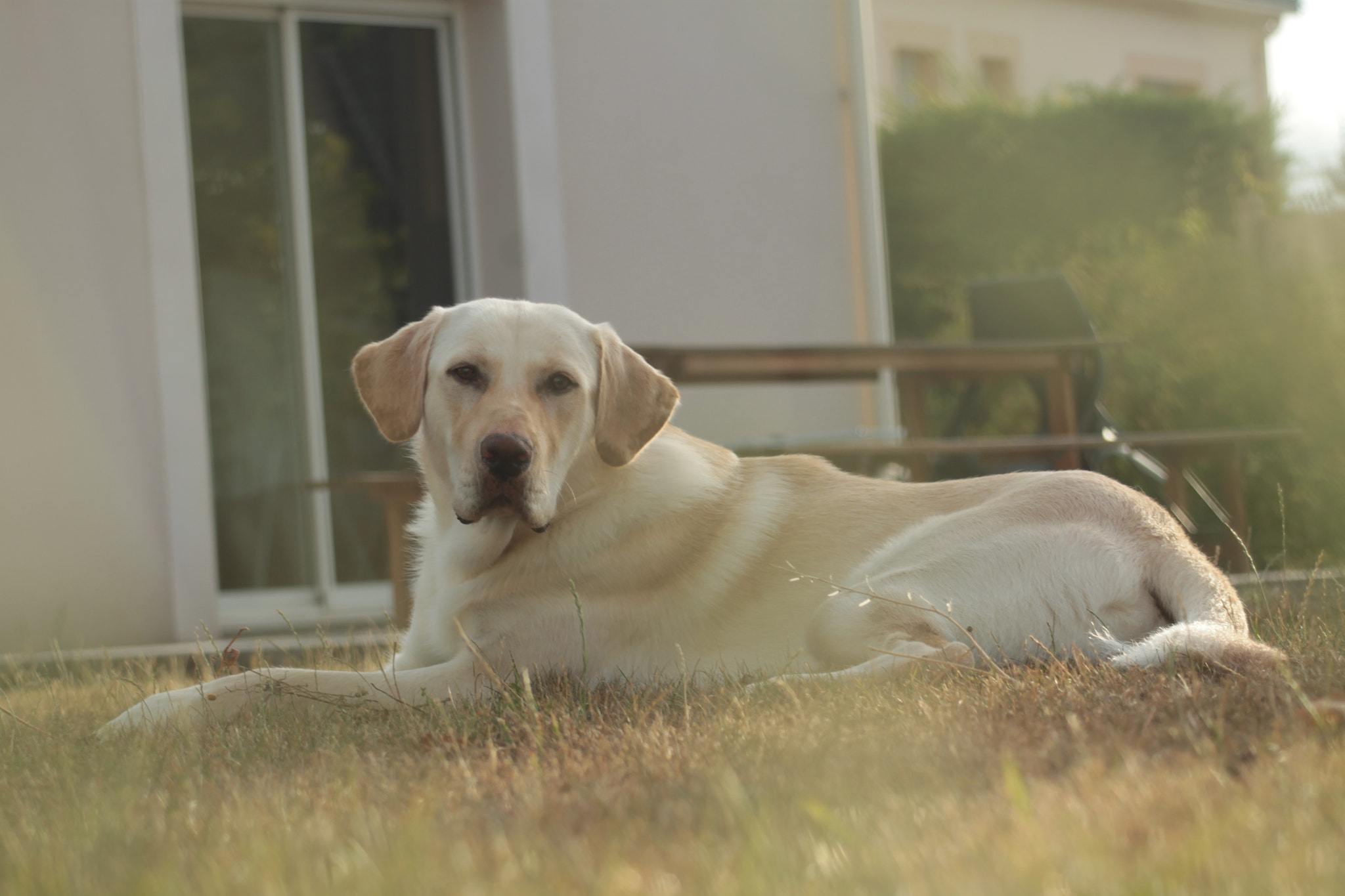 Canon EF 80-200mm F4.5-5.6 II sample photo. Lamy photography