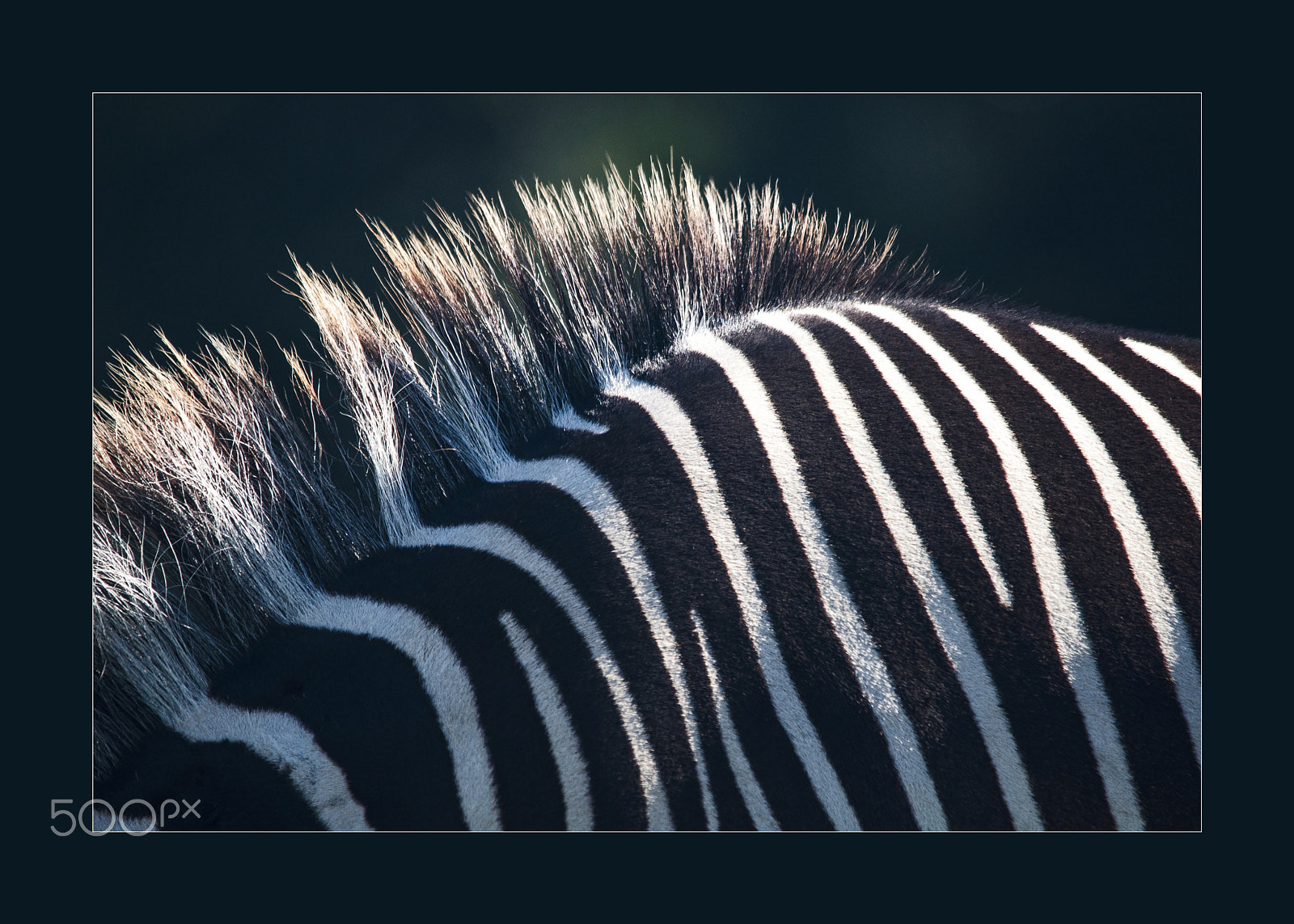Sigma 150-500mm F5-6.3 DG OS HSM sample photo. Zebra-detail photography