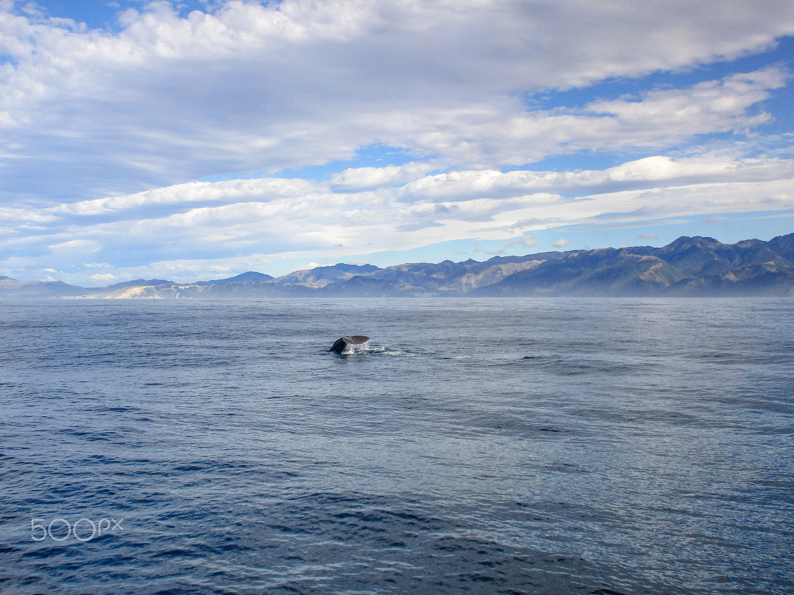 Canon PowerShot ELPH 170 IS (IXUS 170 / IXY 170) sample photo. Sperm whale photography