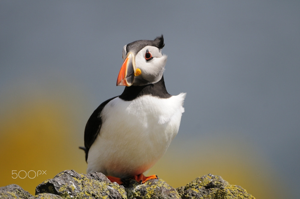 Nikon D300 + Nikon AF-S Nikkor 200-400mm F4G ED-IF VR sample photo. Puffin photography