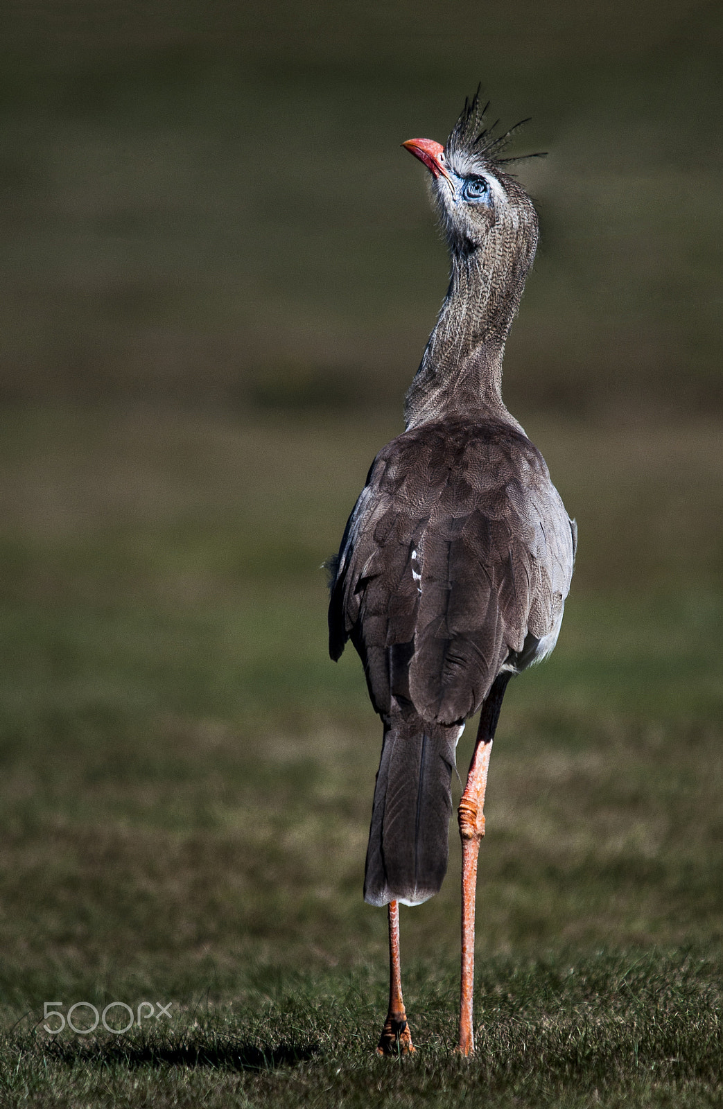 Sigma 150-500mm F5-6.3 DG OS HSM sample photo. Red legged seriema photography