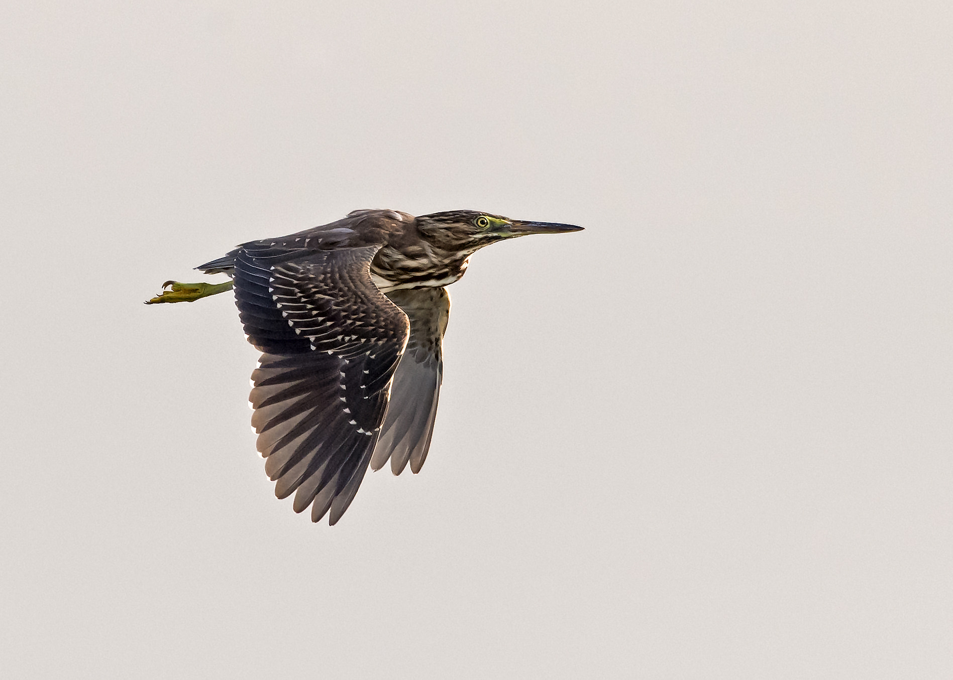 Nikon AF-S Nikkor 200-500mm F5.6E ED VR sample photo. Focus!! photography