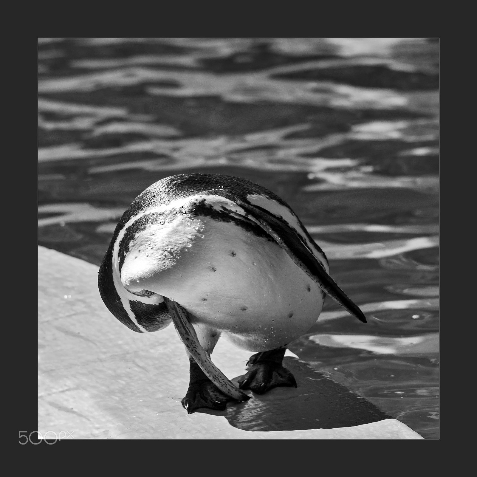 Sigma 150-500mm F5-6.3 DG OS HSM sample photo. Penguin photography