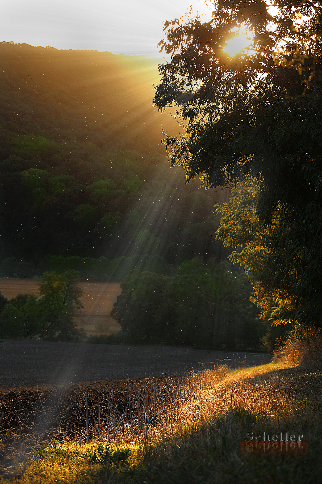 Canon EOS 700D (EOS Rebel T5i / EOS Kiss X7i) + Canon EF 35-105mm f/4.5-5.6 sample photo. Abend am waldrand photography