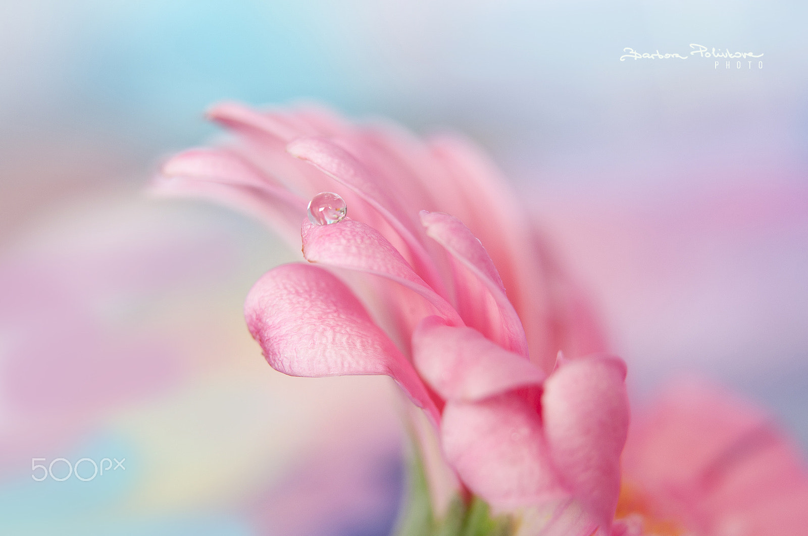 Nikon AF-S Micro-Nikkor 60mm F2.8G ED sample photo. In pastel mood photography