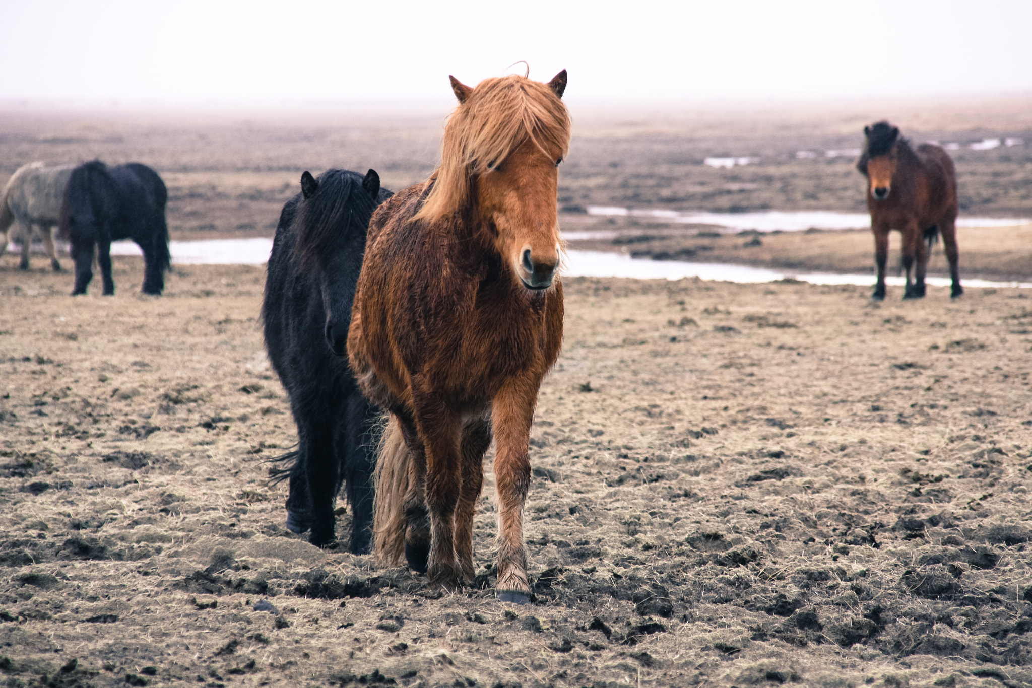 Sigma 18-200mm f/3.5-6.3 DC OS sample photo. Golden horse photography