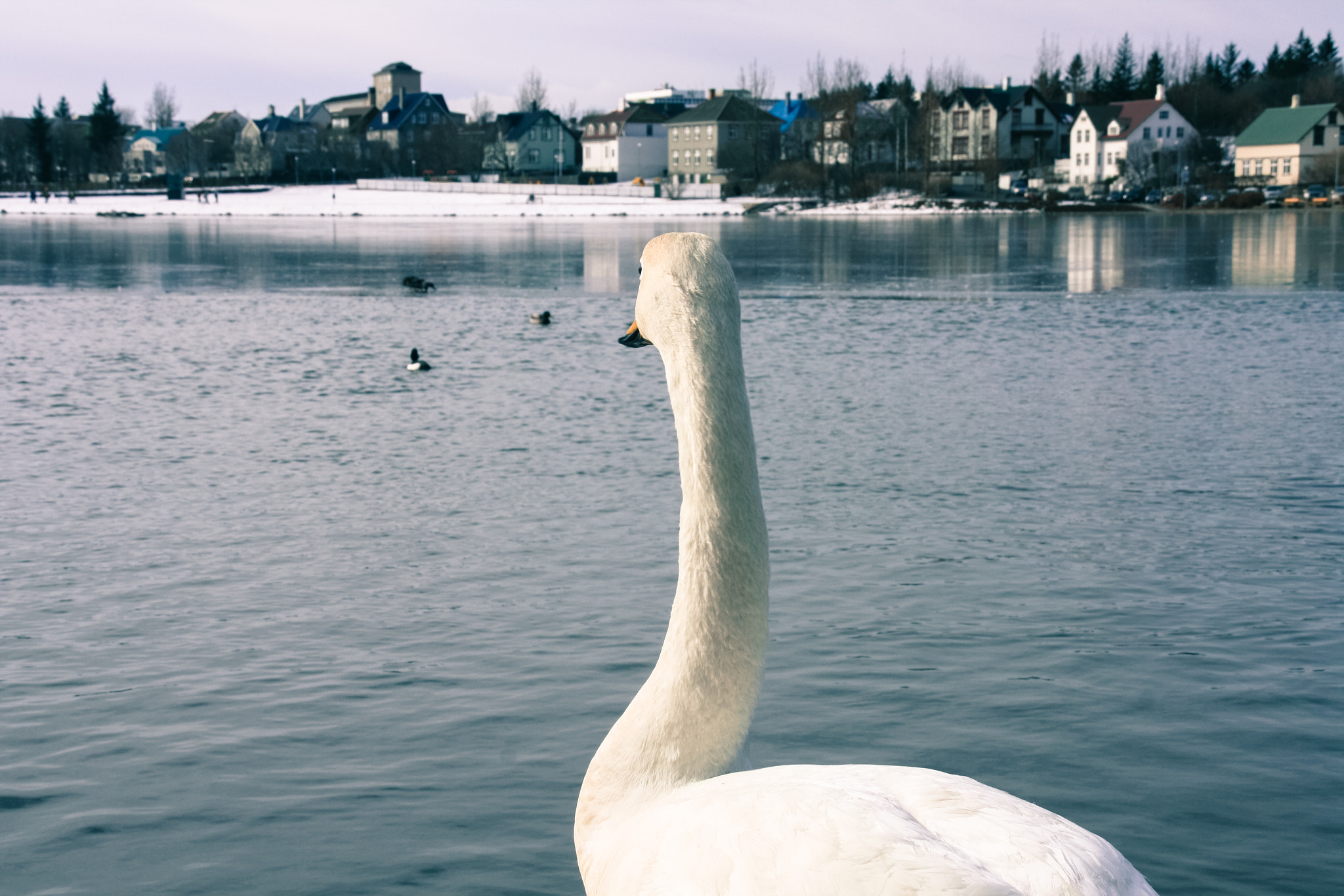 Sigma 18-200mm f/3.5-6.3 DC OS sample photo. Icelandic swan photography