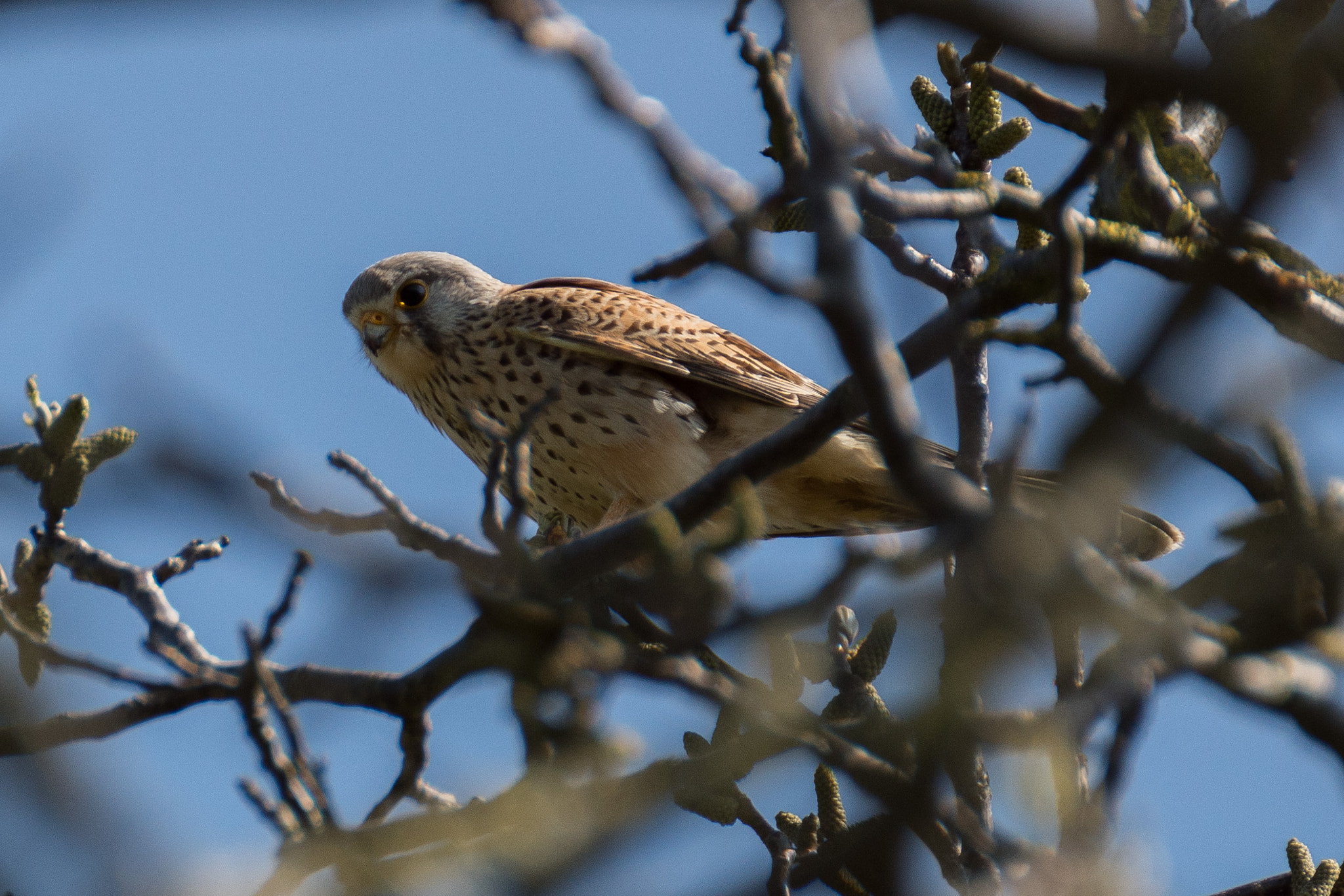 Tamron SP 70-300mm F4-5.6 Di USD sample photo. Kestrel photography