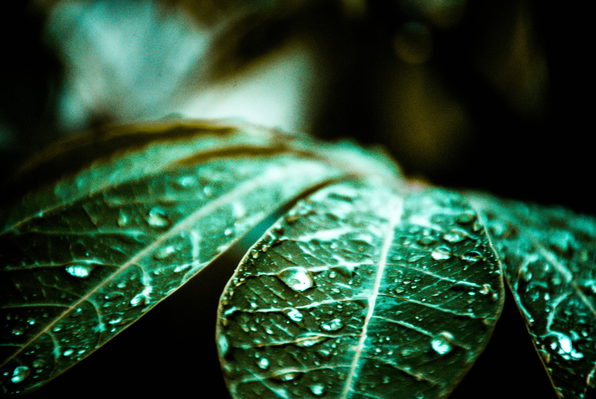 Nikon D3000 sample photo. Water drop photography