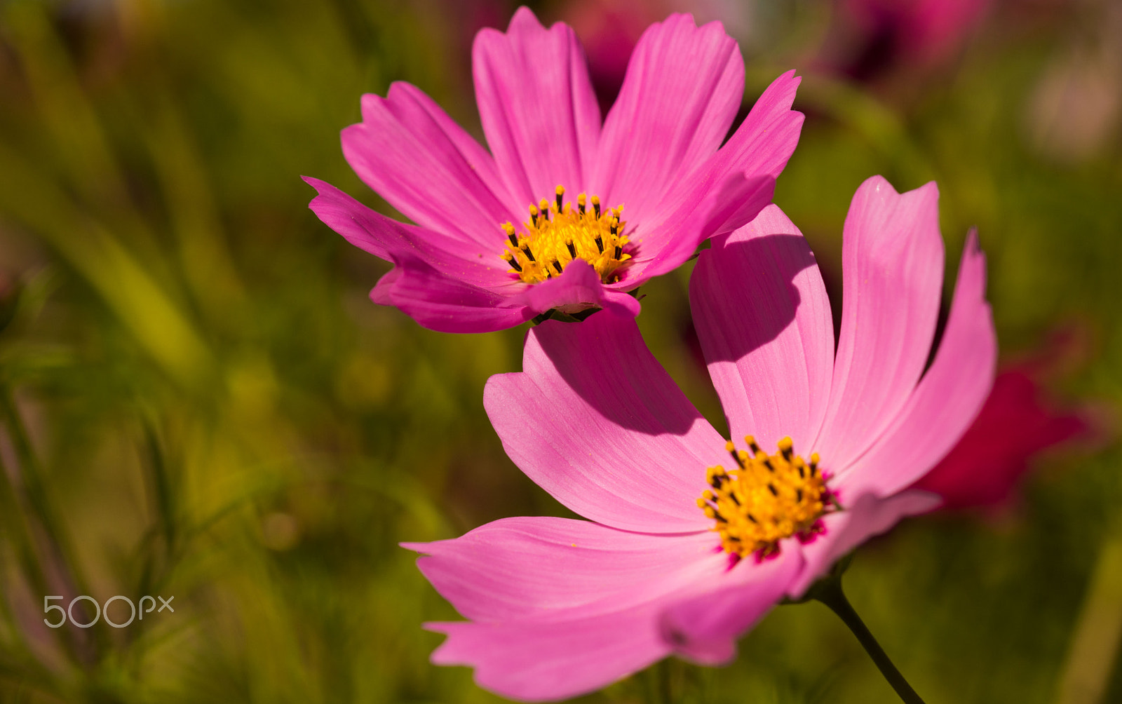 Canon EF 100mm F2.8 Macro USM sample photo. Blumenwiese photography