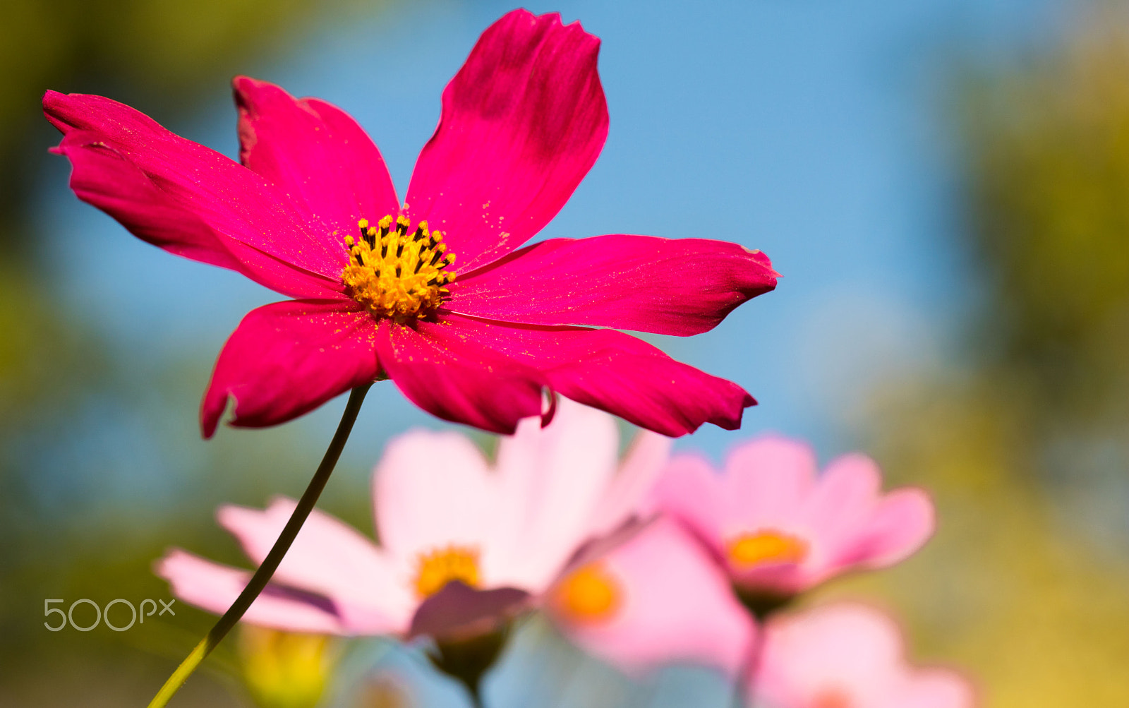 Canon EF 100mm F2.8 Macro USM sample photo. Blumenwiese photography