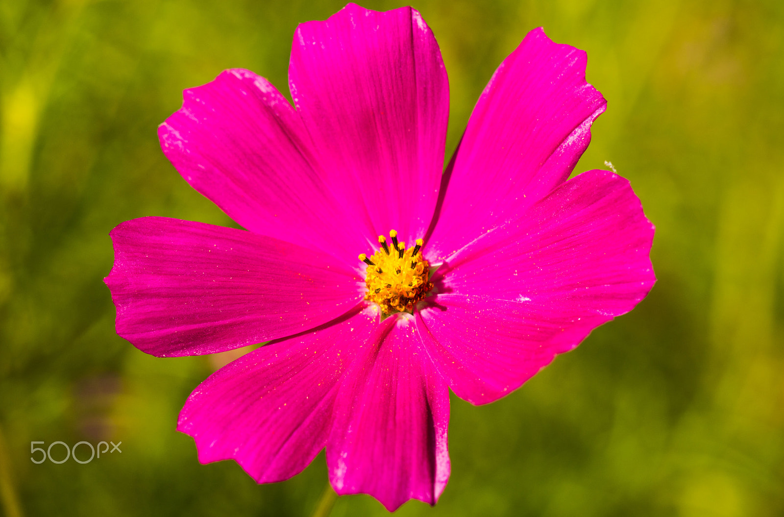 Canon EF 100mm F2.8 Macro USM sample photo. Blumenwiese photography