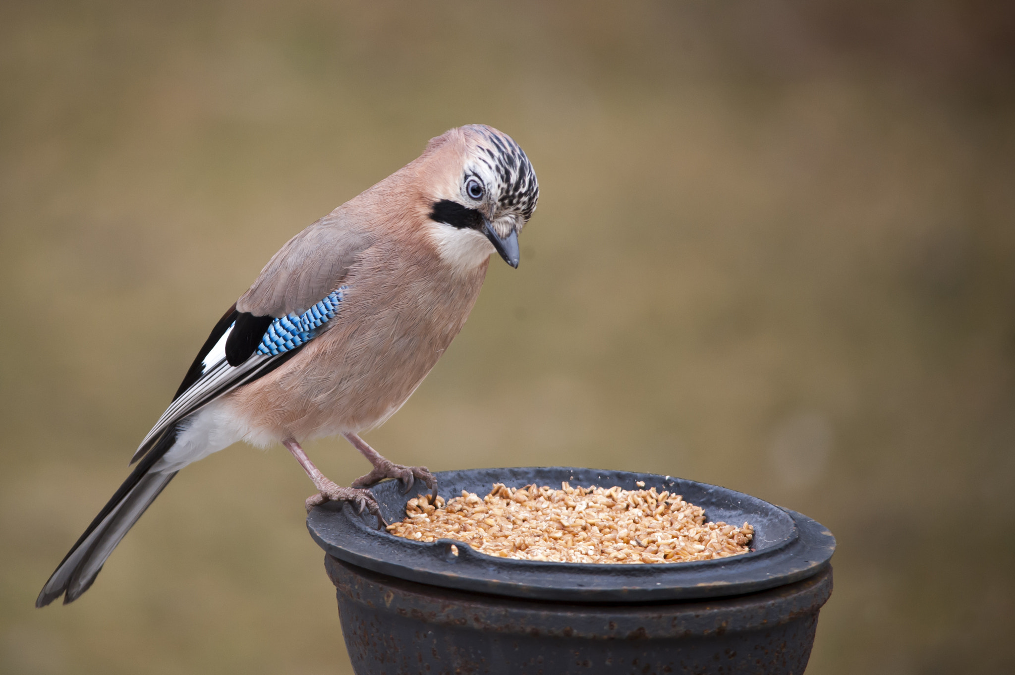 Sigma 150-500mm F5-6.3 DG OS HSM sample photo. Jaybird in winter photography
