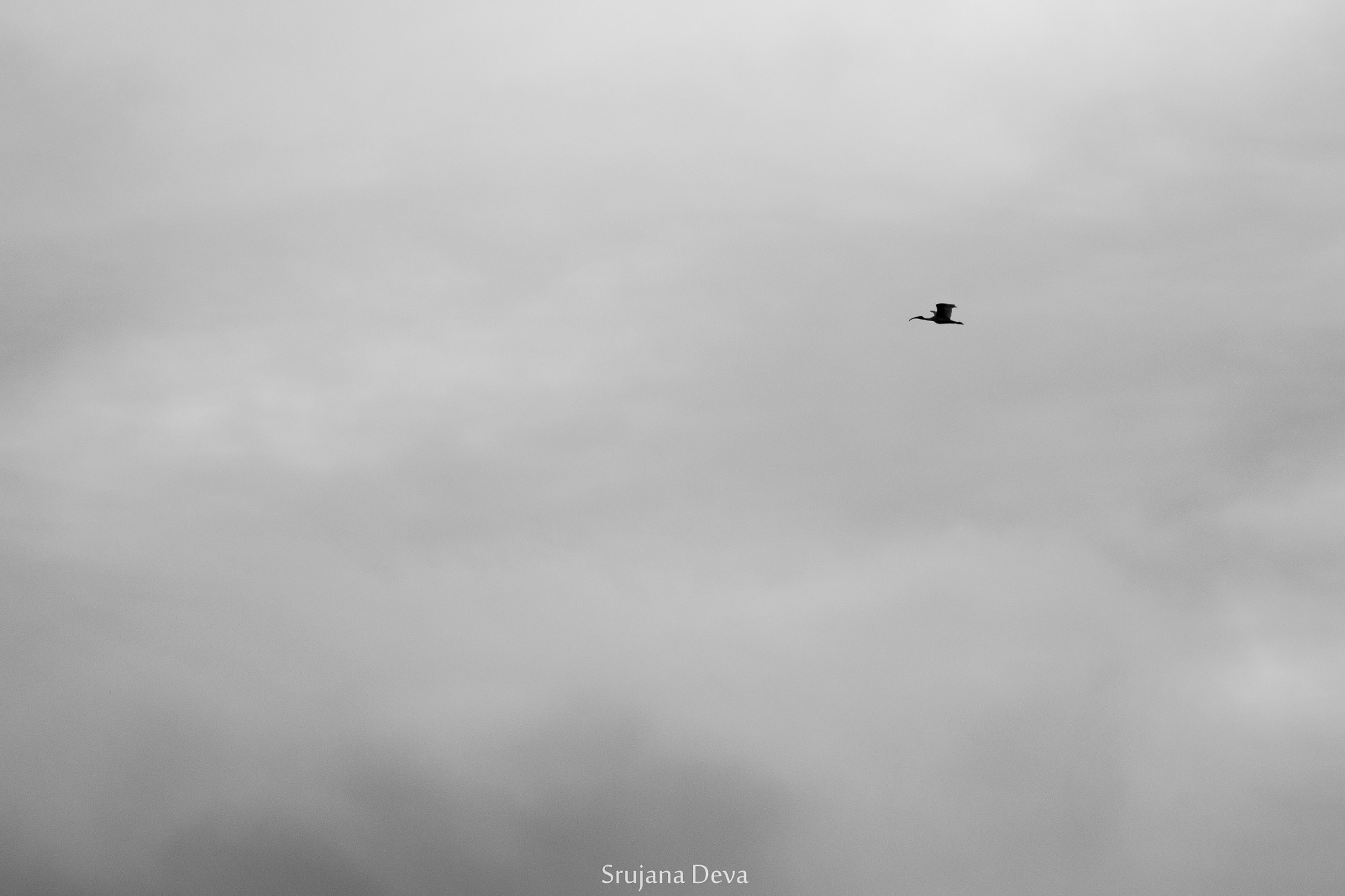 Nikon AF-S Nikkor 200-500mm F5.6E ED VR sample photo. Solitary ibis photography