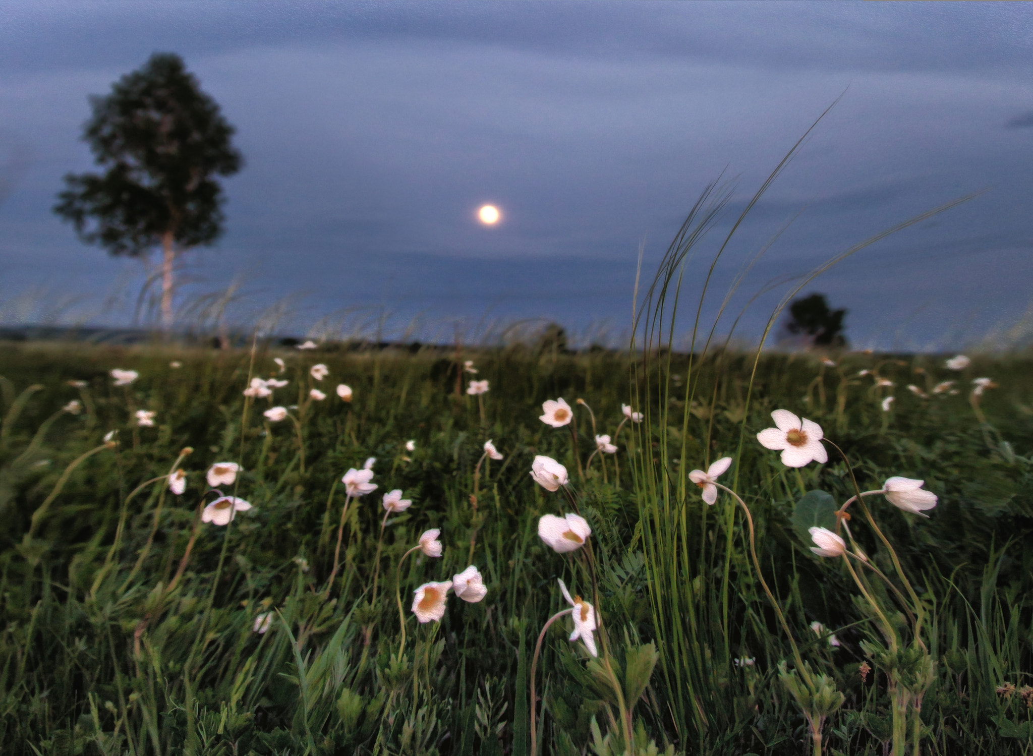 Canon EOS-1D Mark IV sample photo. Май photography