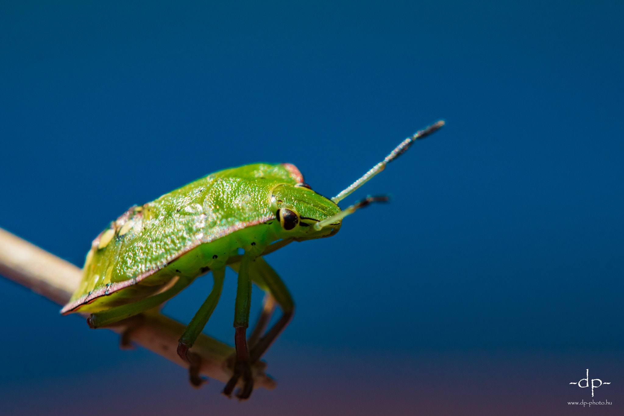 Canon EF-S 60mm F2.8 Macro USM sample photo. Little stink bug photography