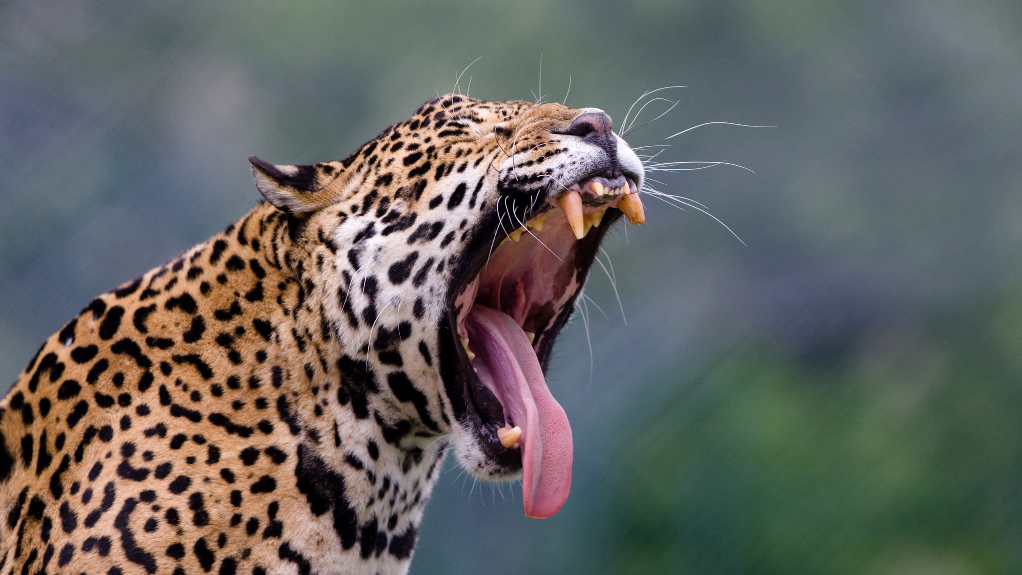 Canon EOS-1D Mark III + Canon EF 300mm F2.8L IS USM sample photo. Jaguar photography