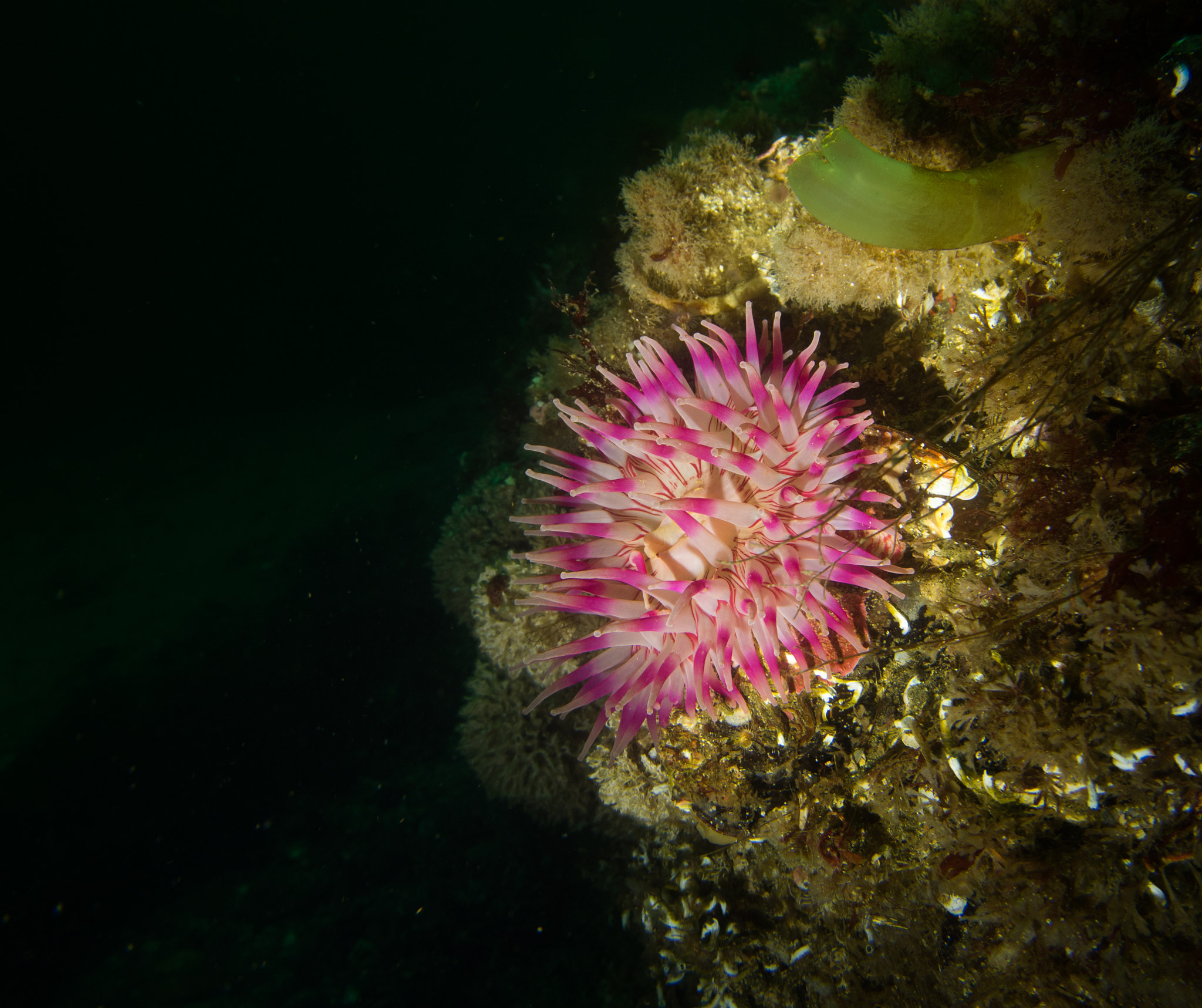 Olympus M.Zuiko Digital ED 14-42mm F3.5-5.6 EZ sample photo. Flower of the deep, anemone beauty photography