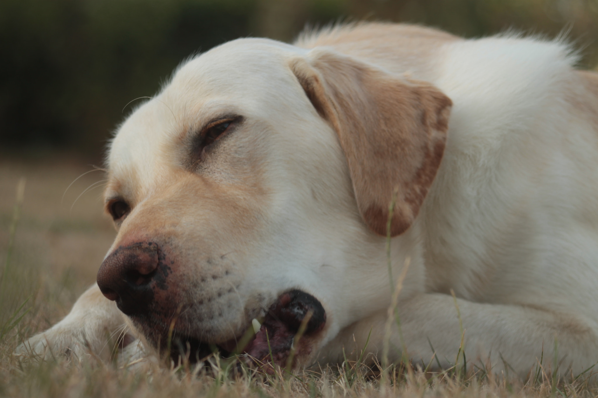 Canon EF 80-200mm F4.5-5.6 II sample photo. Lamy photography