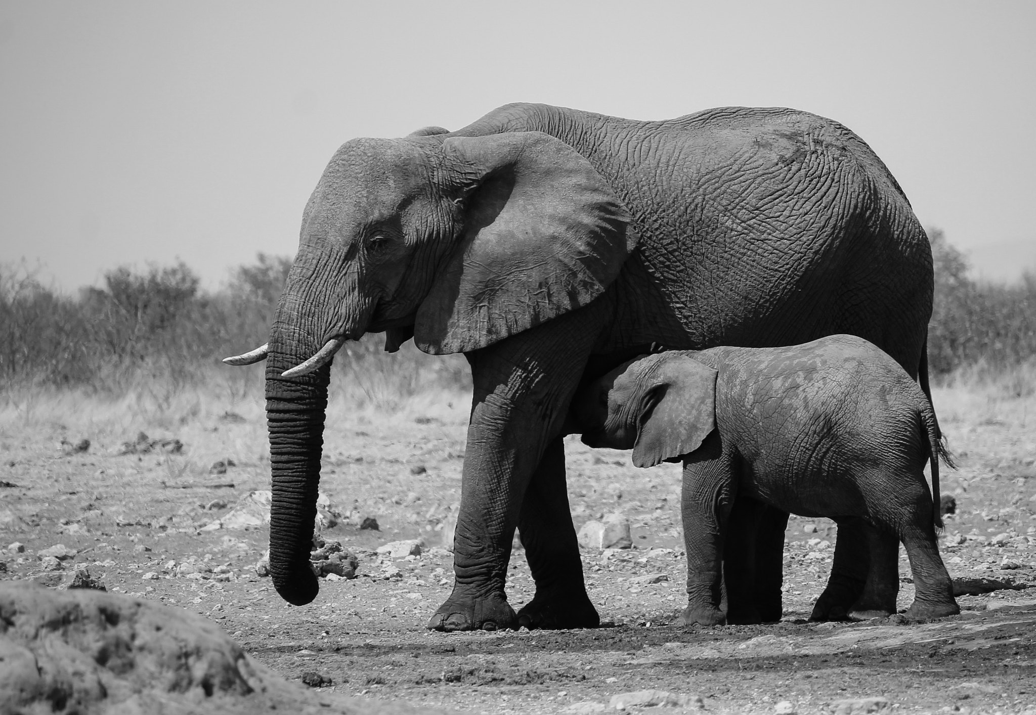 Canon EF-S 55-250mm F4-5.6 IS STM sample photo. Elephant family photography