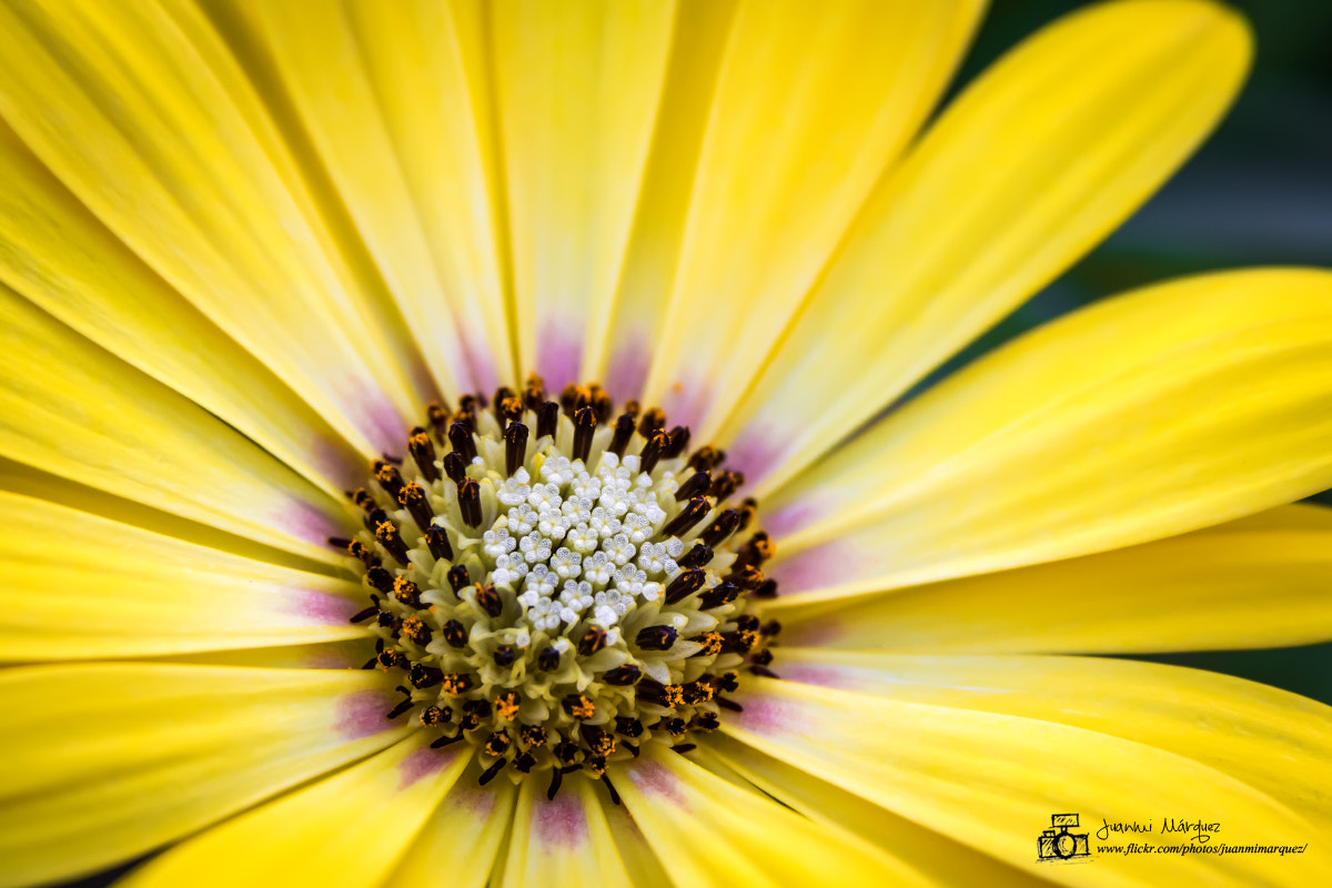 Canon EF 28-135mm F3.5-5.6 IS USM sample photo. 2016-09-04-059.jpg photography