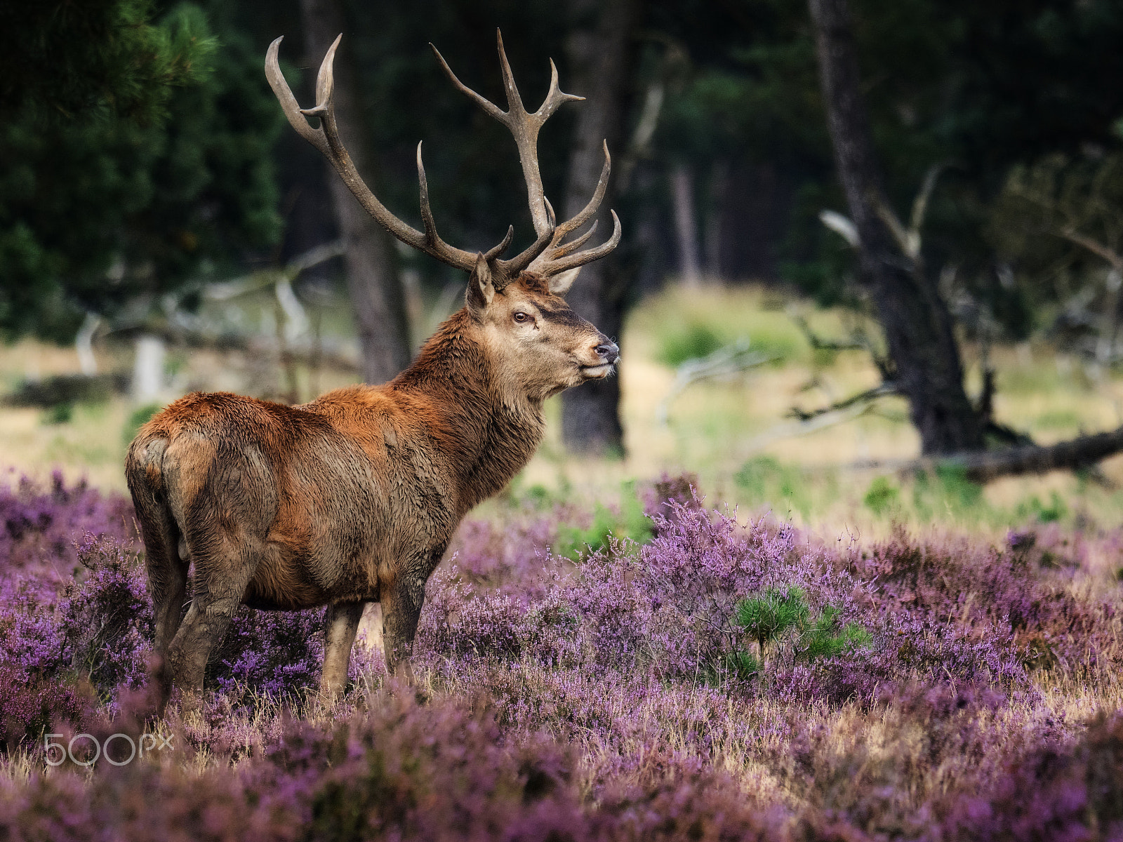 Olympus OM-D E-M5 II + M.300mm F4.0 + MC-14 sample photo. Red deer photography