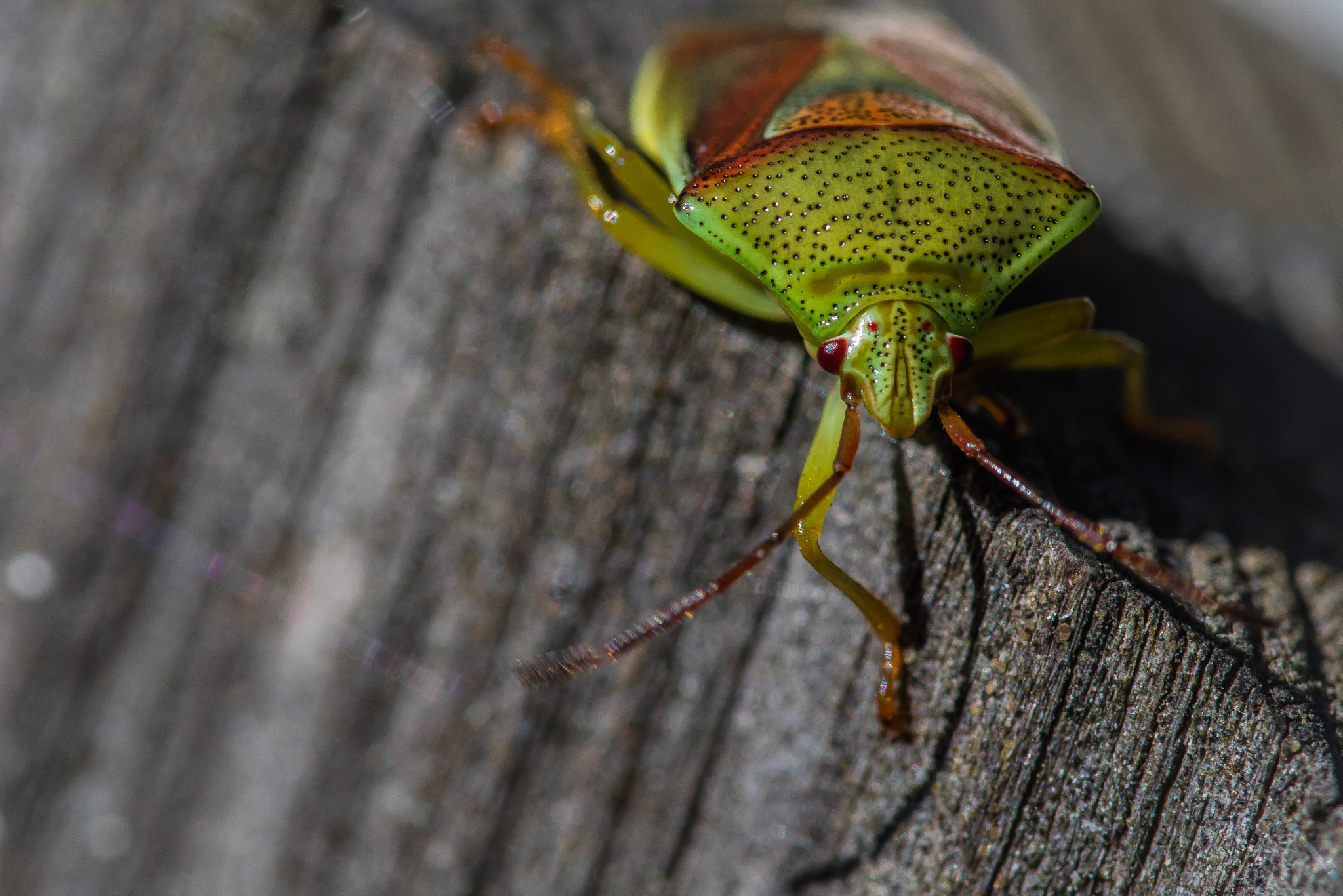 Canon EOS M3 + Canon EF 100mm F2.8L Macro IS USM sample photo. Pentatomidae photography
