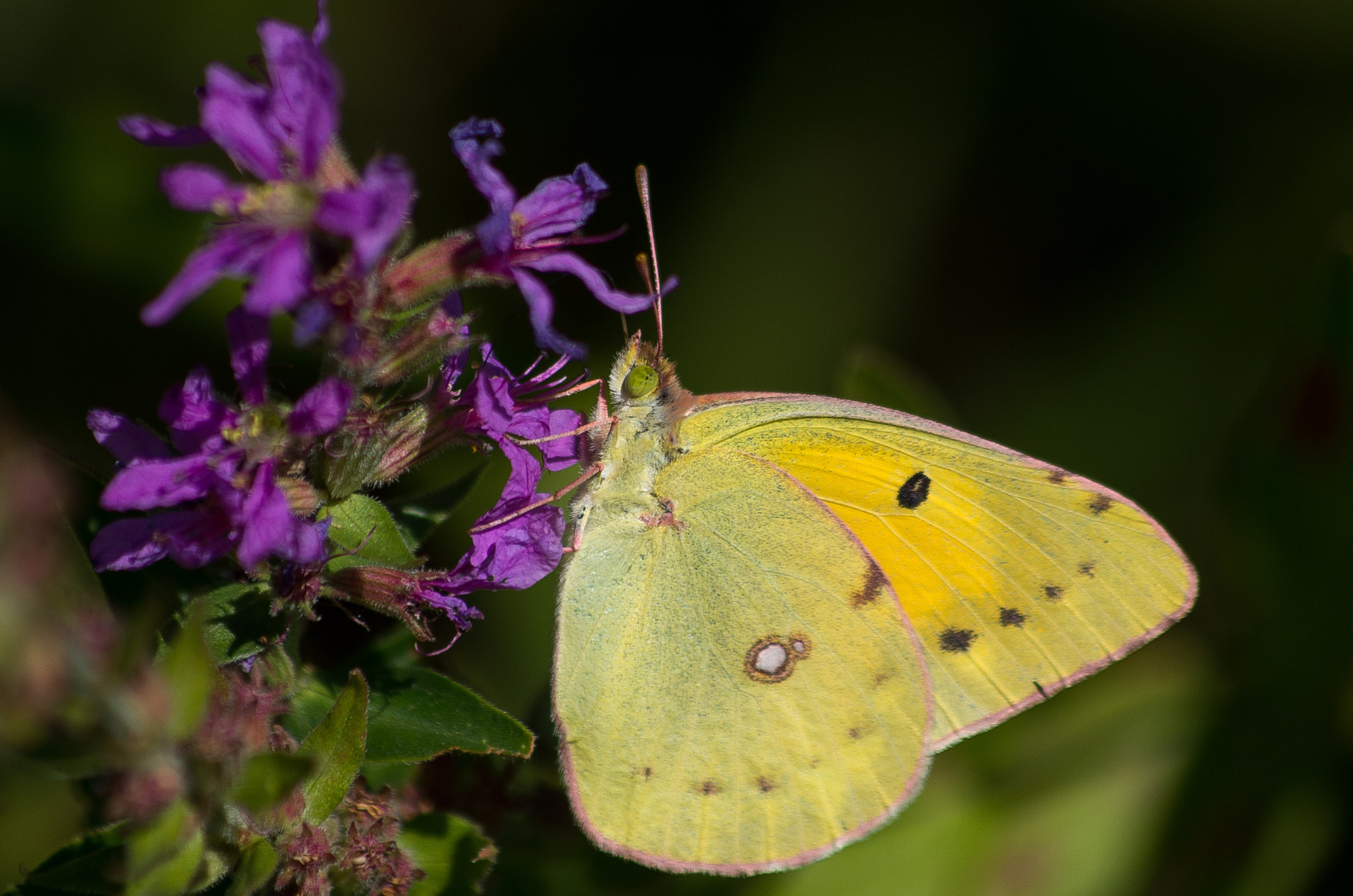 Pentax K-30 + HD Pentax DA 55-300mm F4.0-5.8 ED WR sample photo. Colias hyale // pale clouded yellow photography