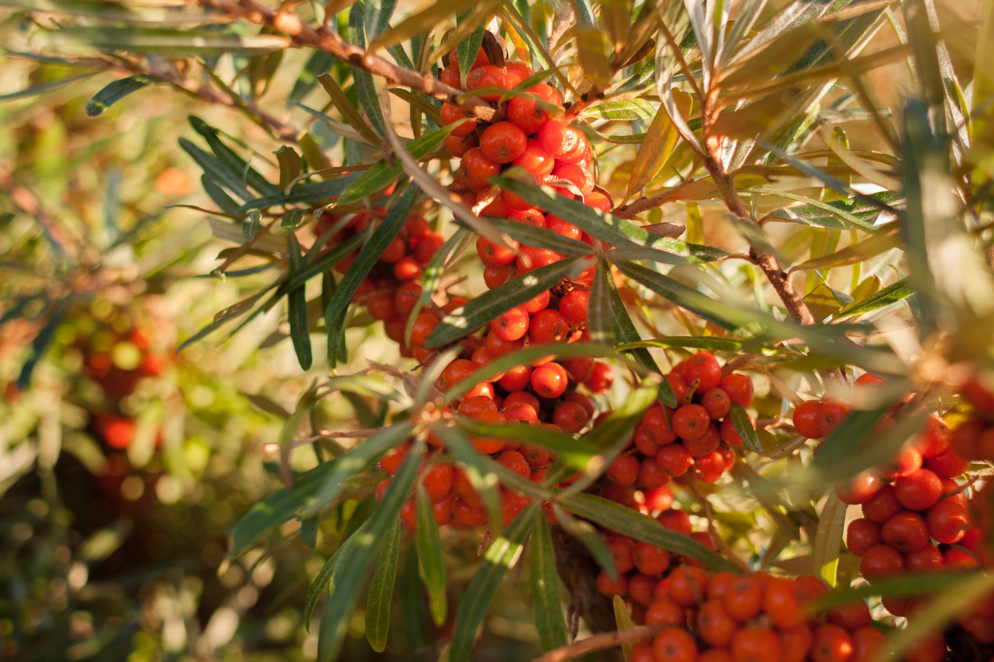 Canon EOS 40D + Canon EF 28mm F1.8 USM sample photo. Blazing berries photography