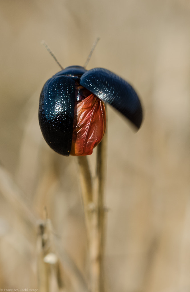 Olympus OM-D E-M1 + Sigma 150mm F2.8 EX DG Macro HSM sample photo. Comenzando el despliegue. photography