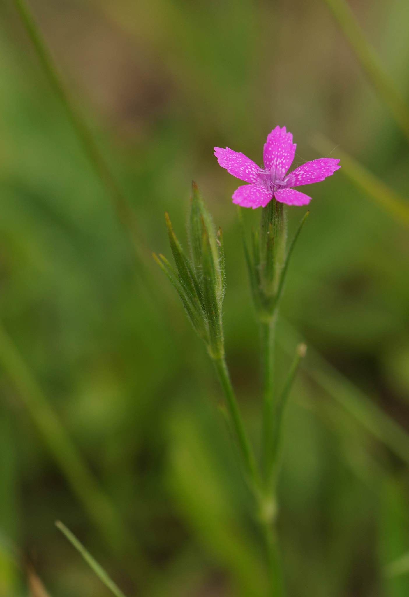 Sony SLT-A57 sample photo. Dianthus photography