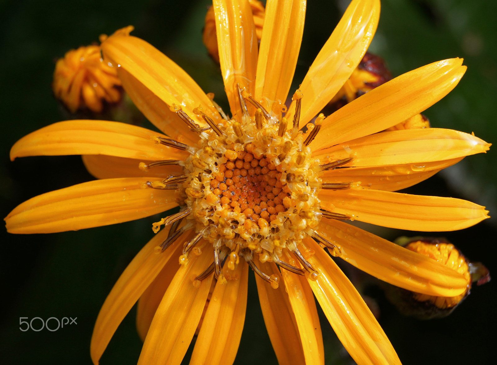 Sony DT 18-55mm F3.5-5.6 SAM II sample photo. Pretty yellow flower photography